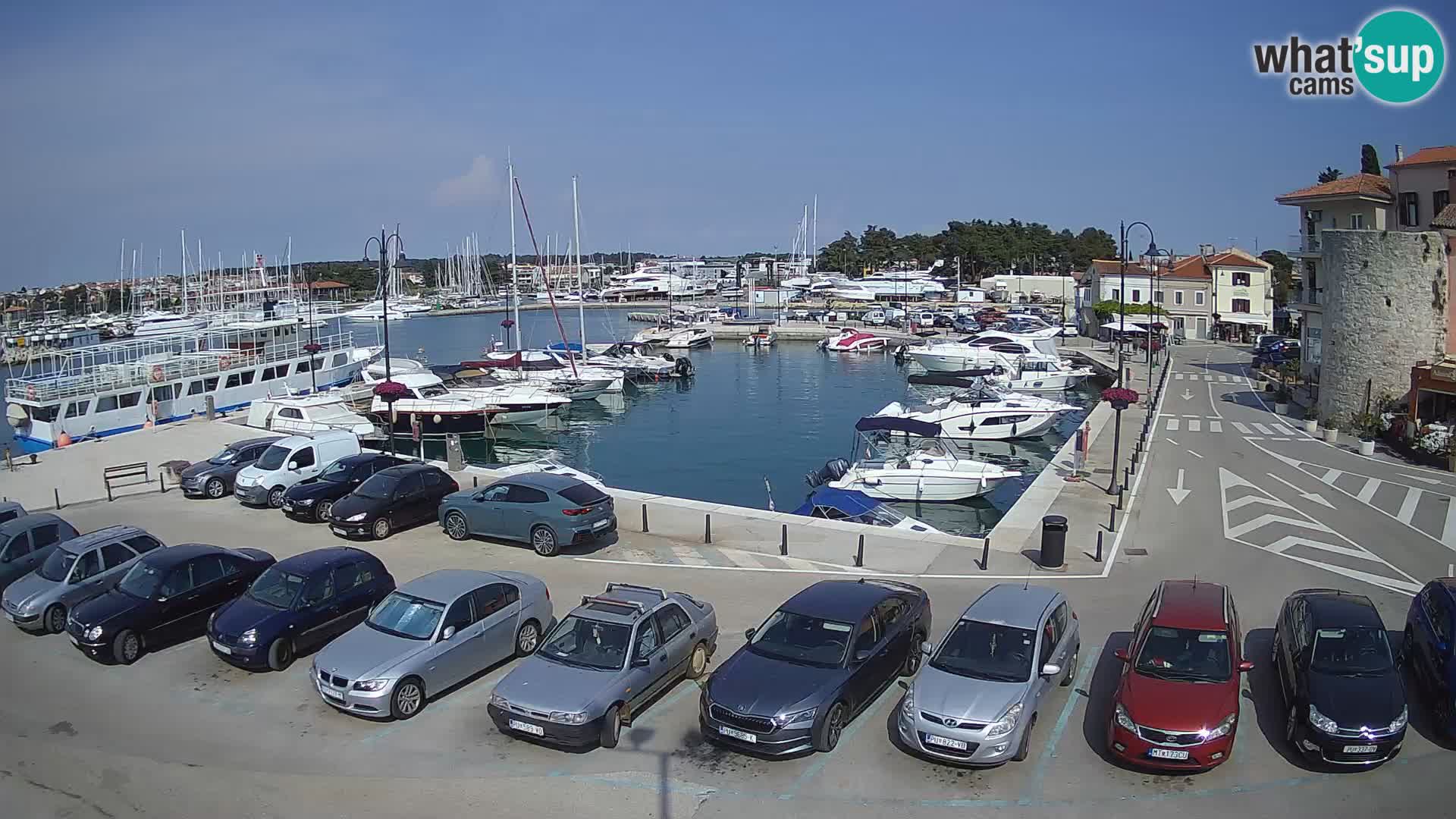 Novigrad | Porporela marina