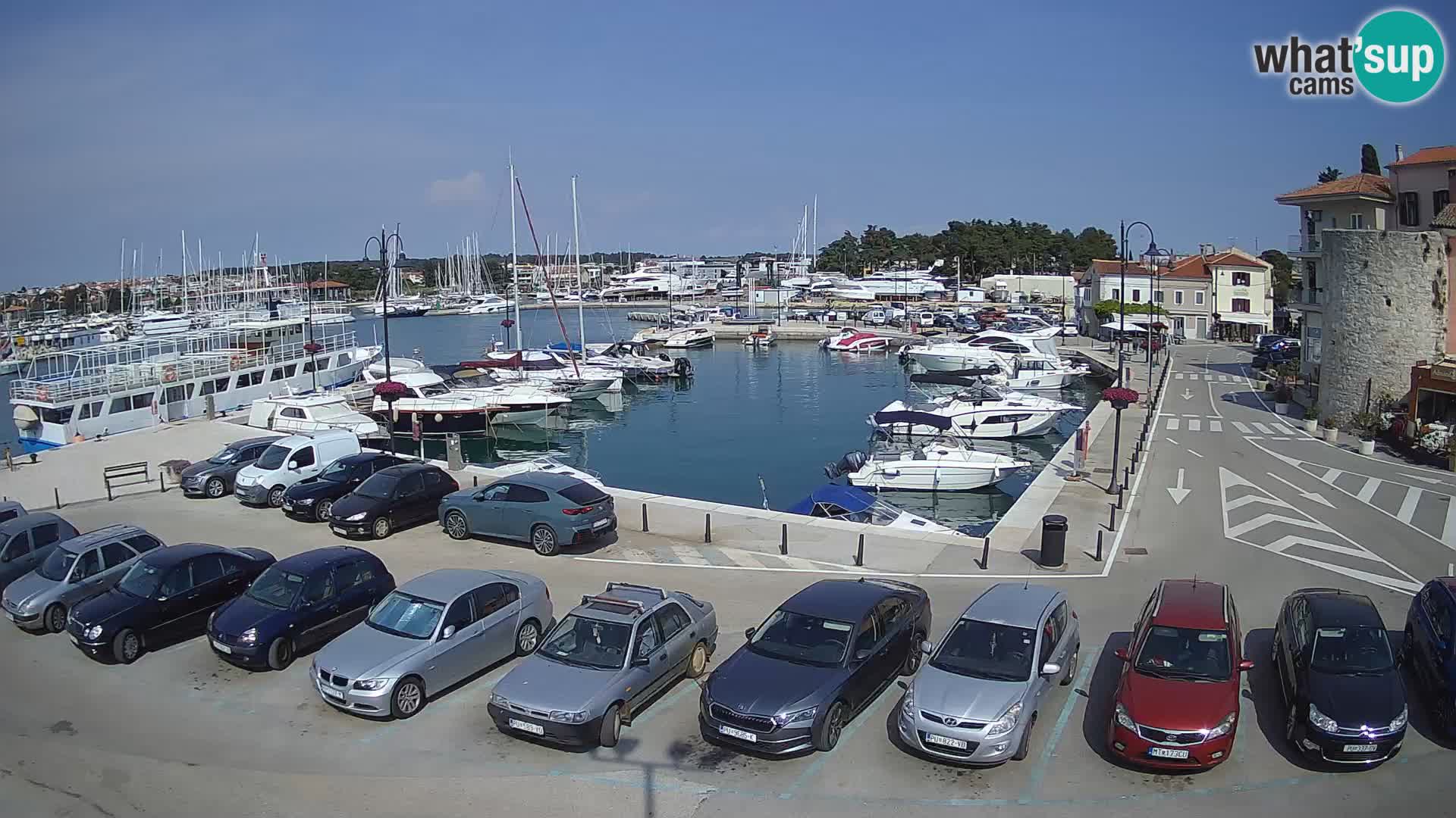 Novigrad | Porporela marina