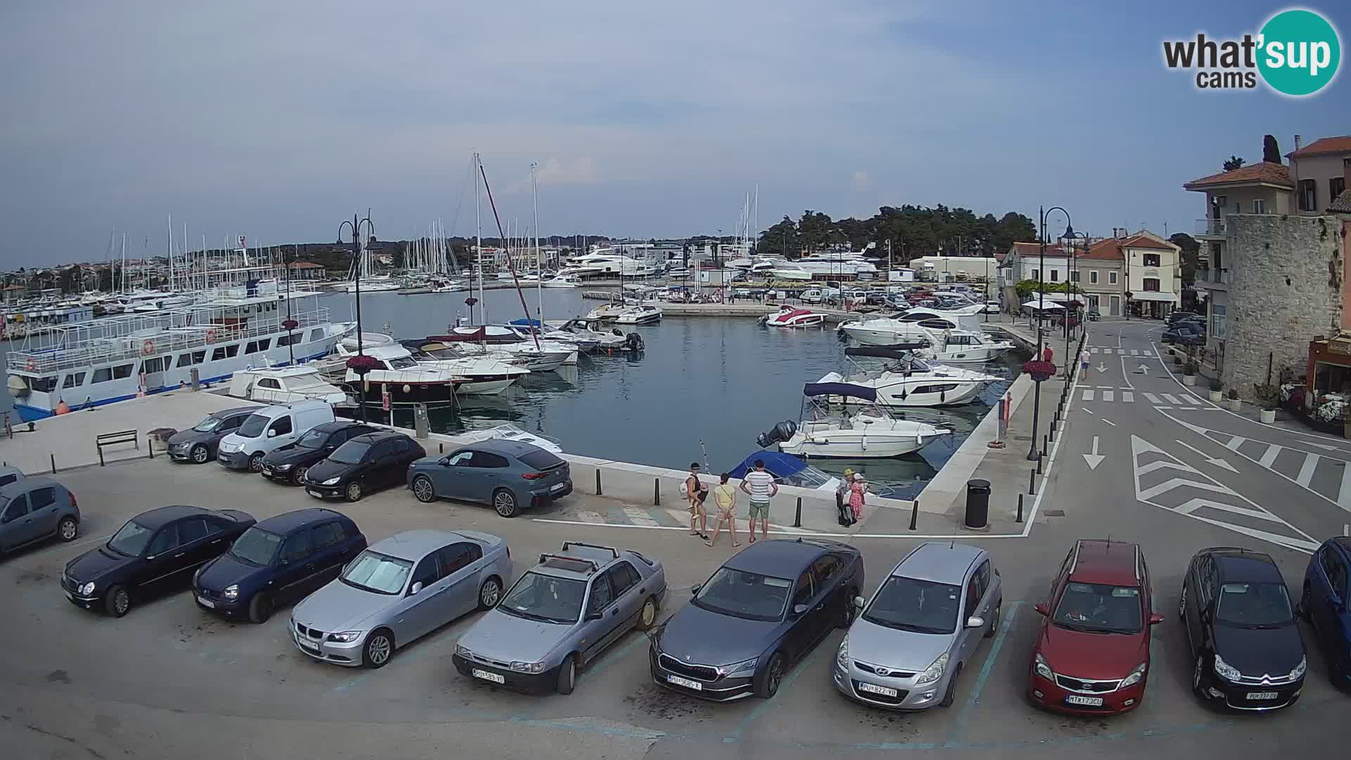 Novigrad | Porporela marina