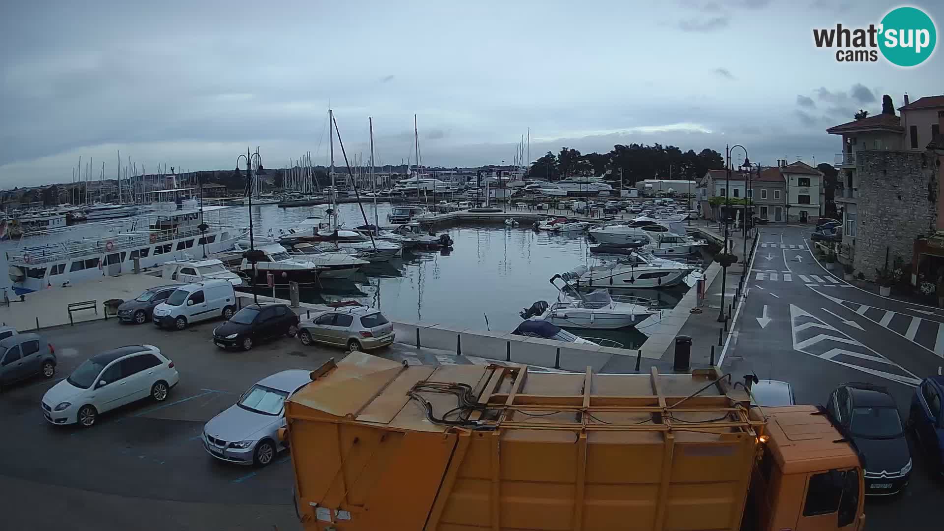 Novigrad | Porporela marina