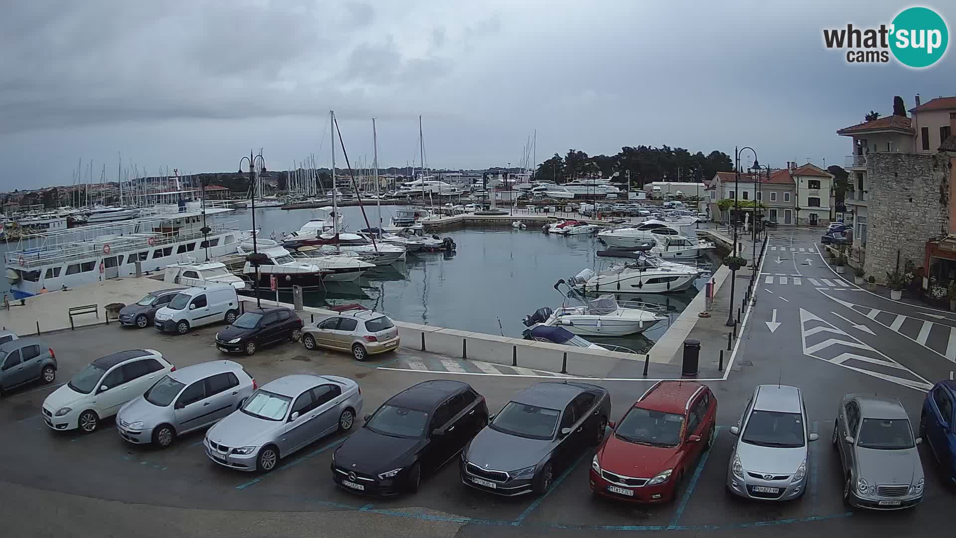 Novigrad | Porporela marina