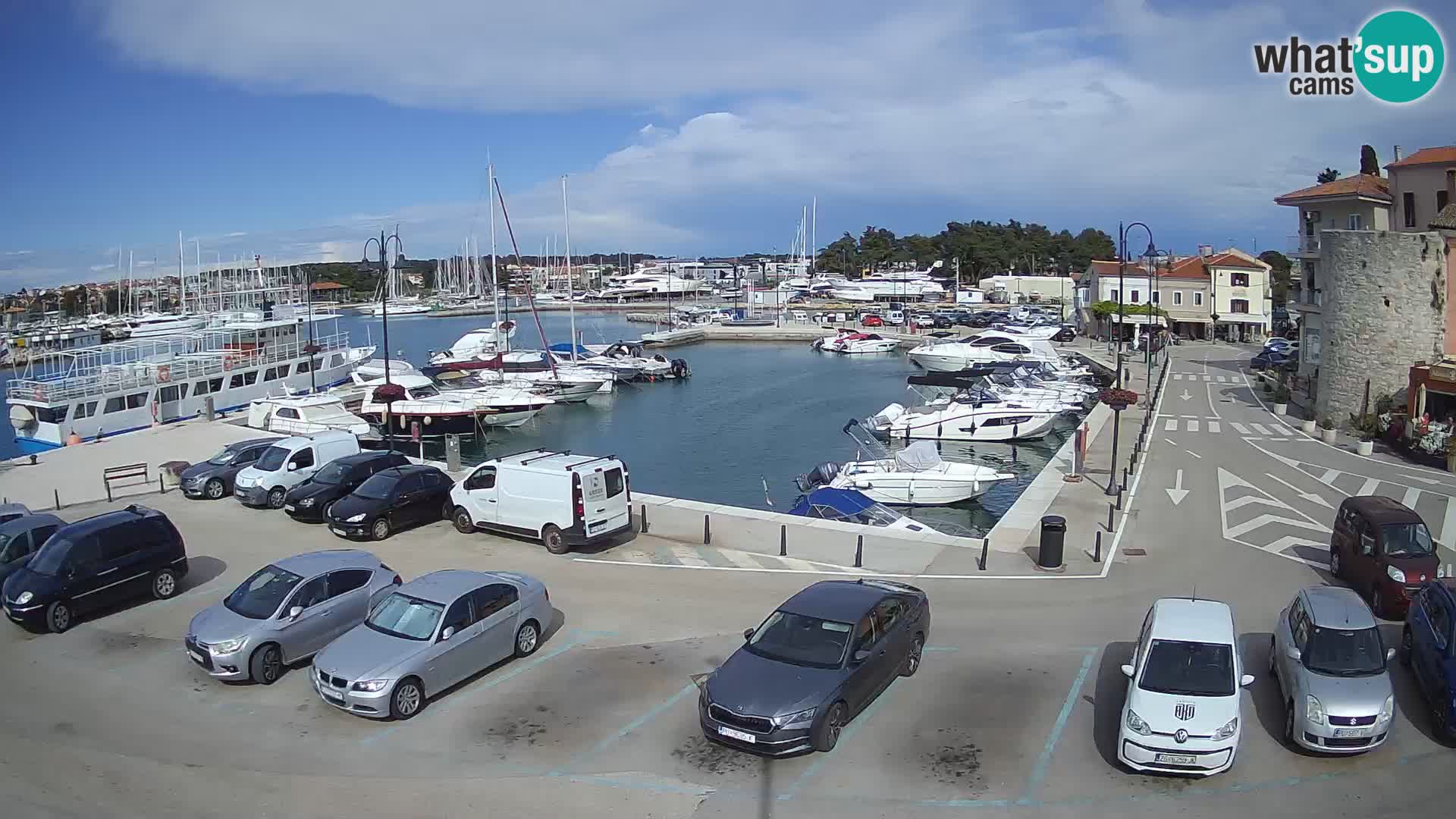 Novigrad | Porporela marina