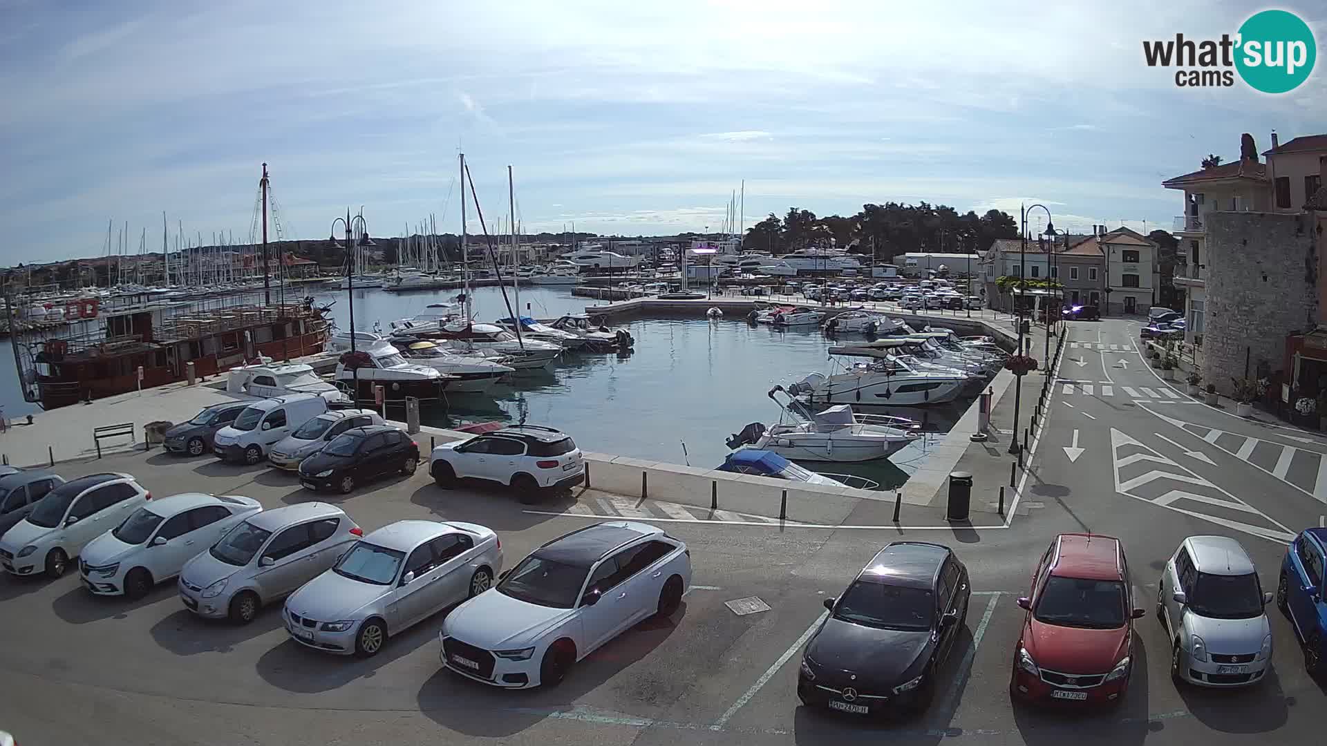 Novigrad | Porporela marina