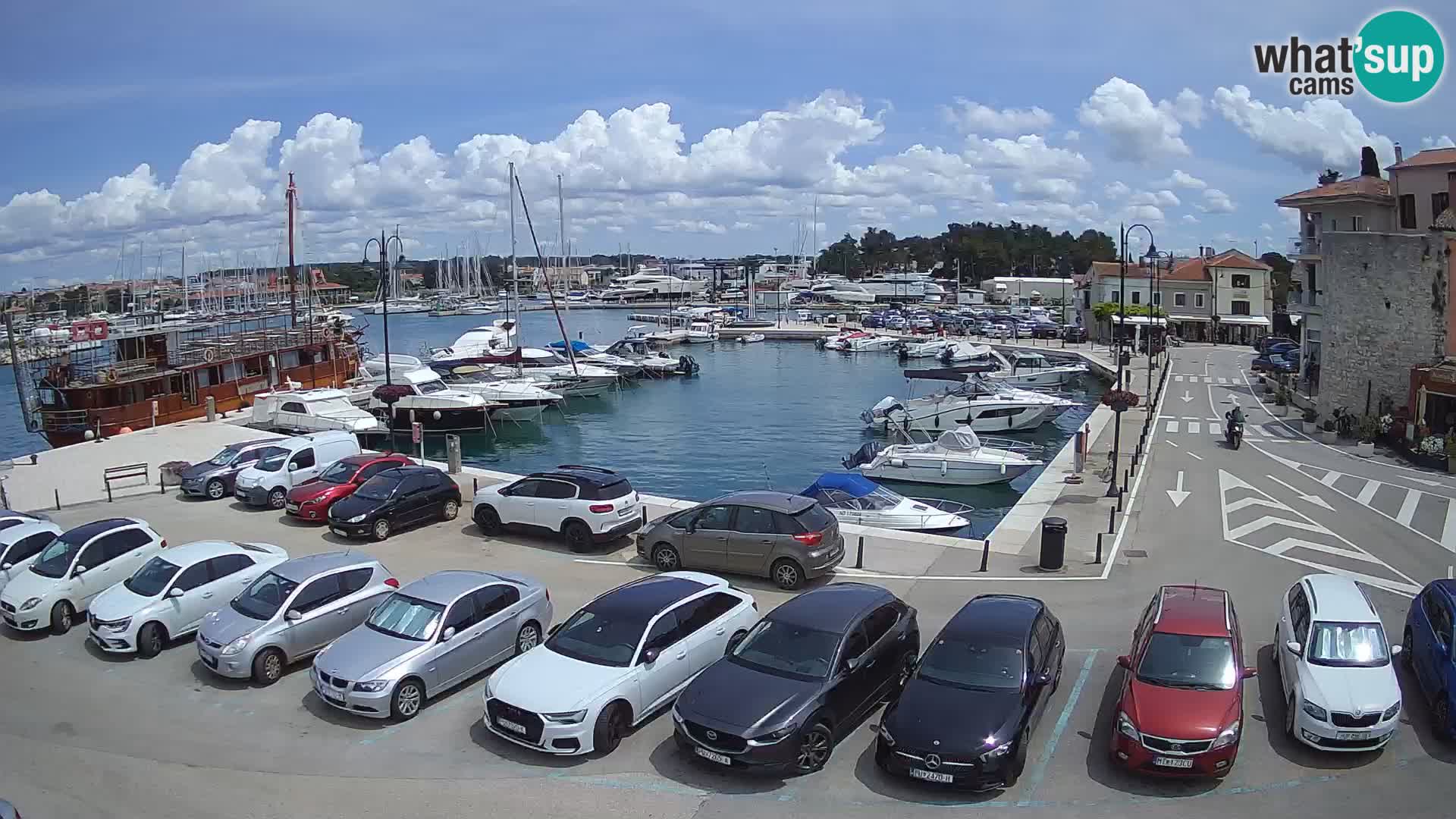 Novigrad | Porporela marina