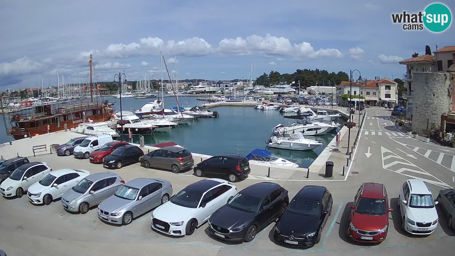 Novigrad | Porporela marina