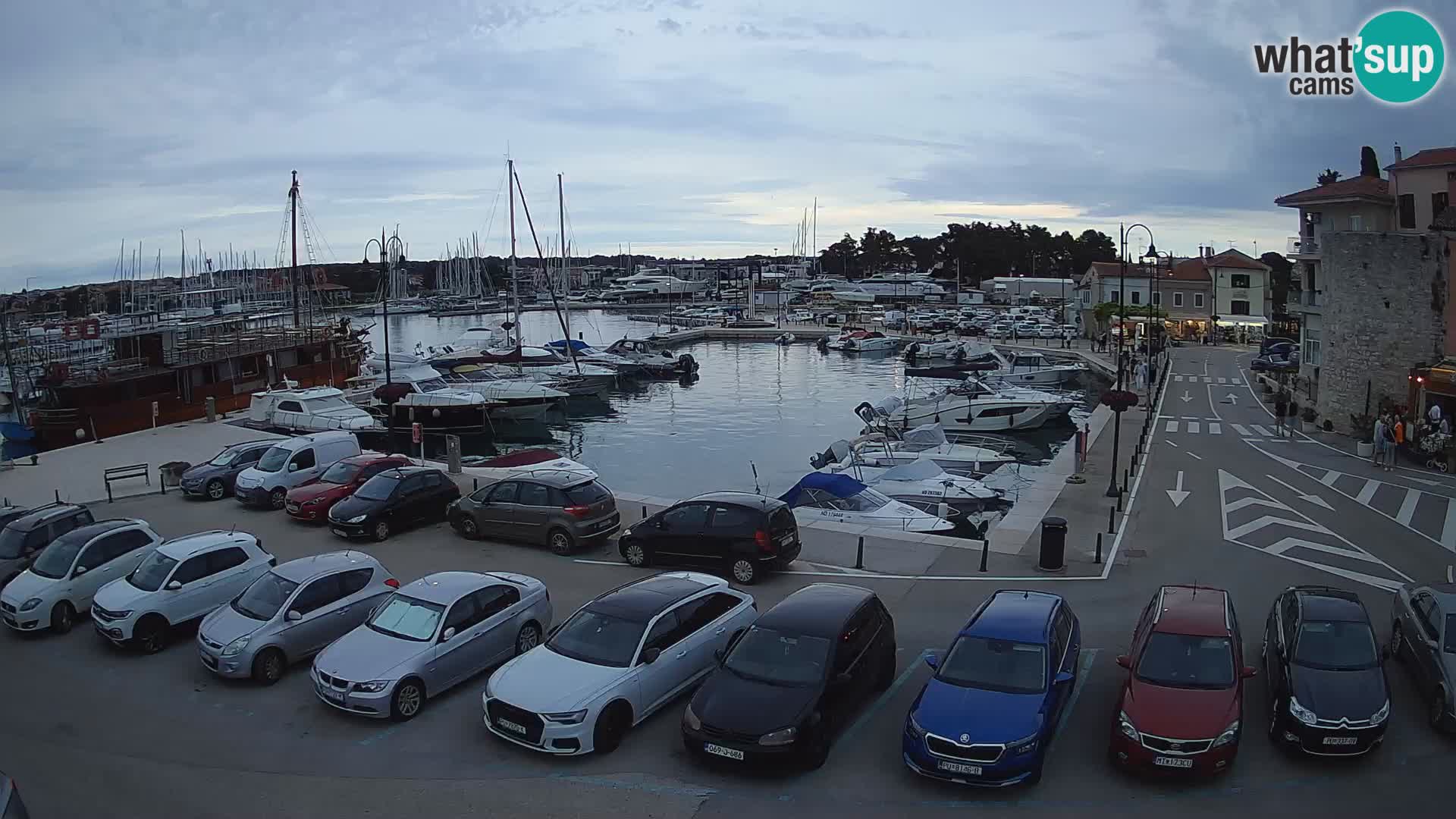Novigrad | Porporela marina