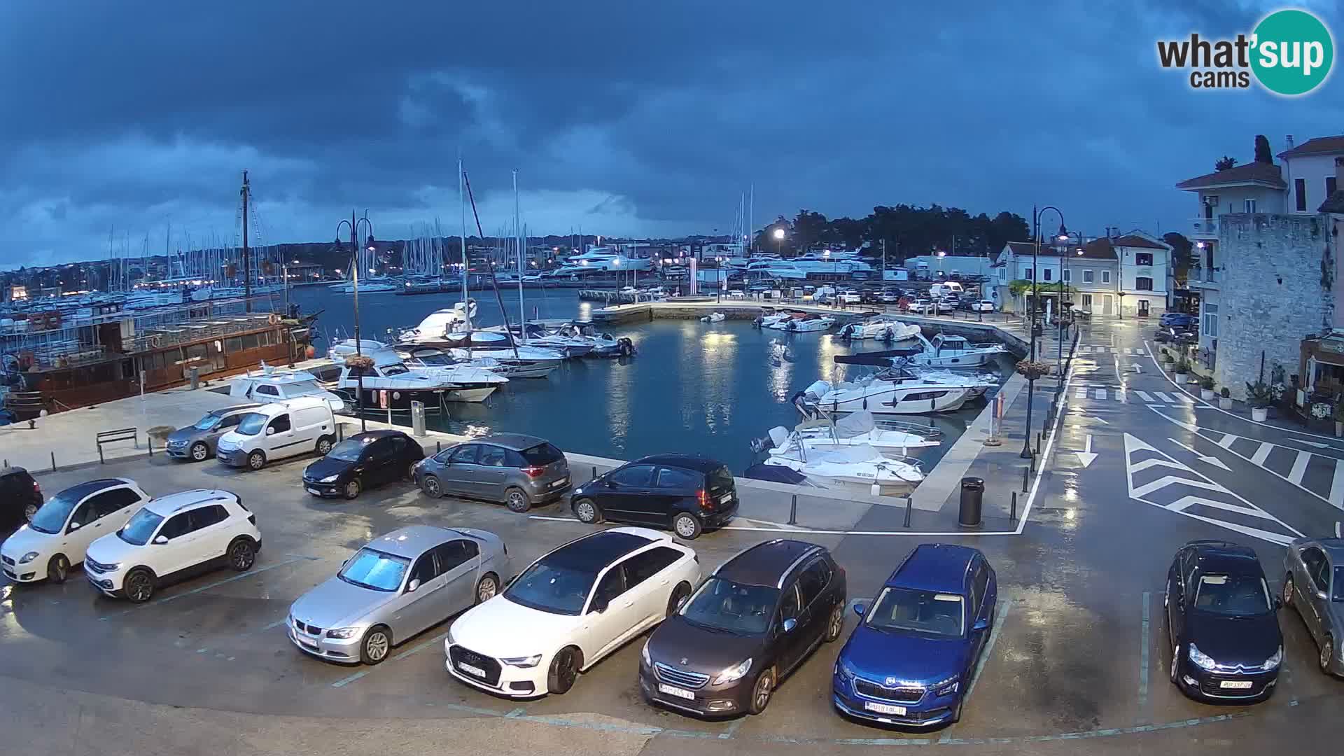 Novigrad | Porporela marina