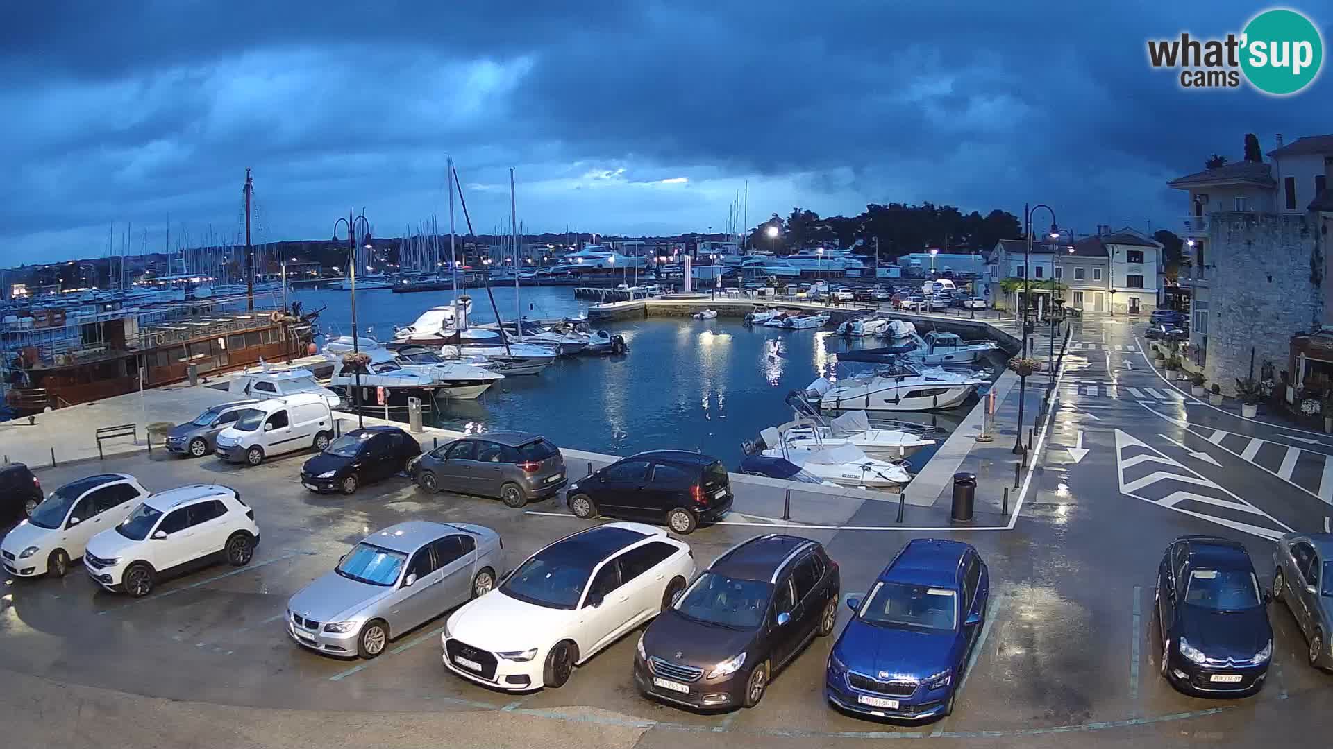 Novigrad | Porporela marina