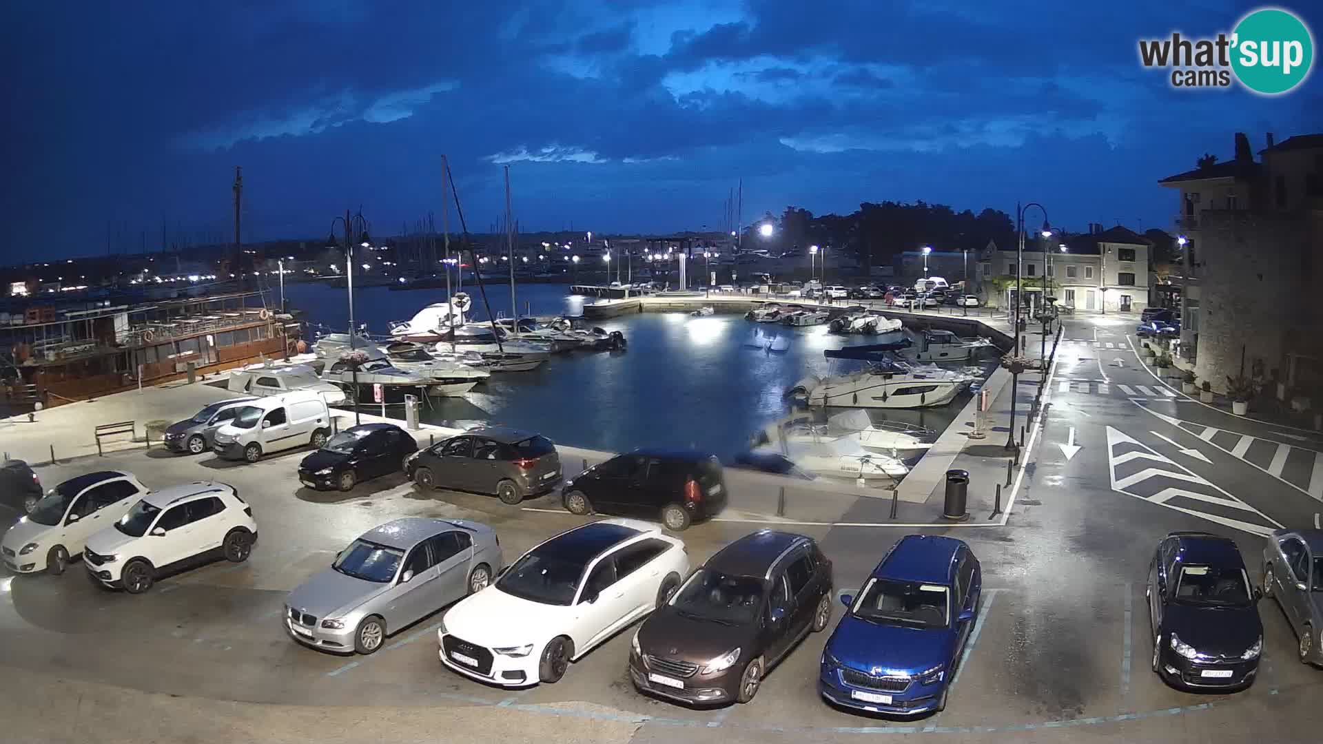 Novigrad | Porporela marina