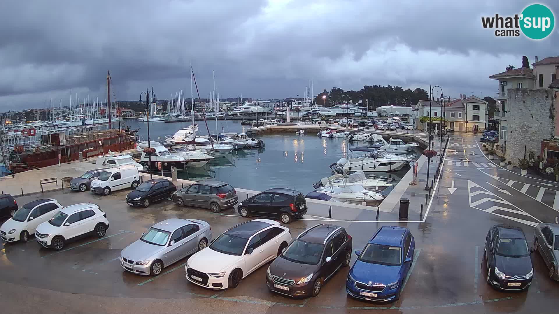 Novigrad | Porporela marina