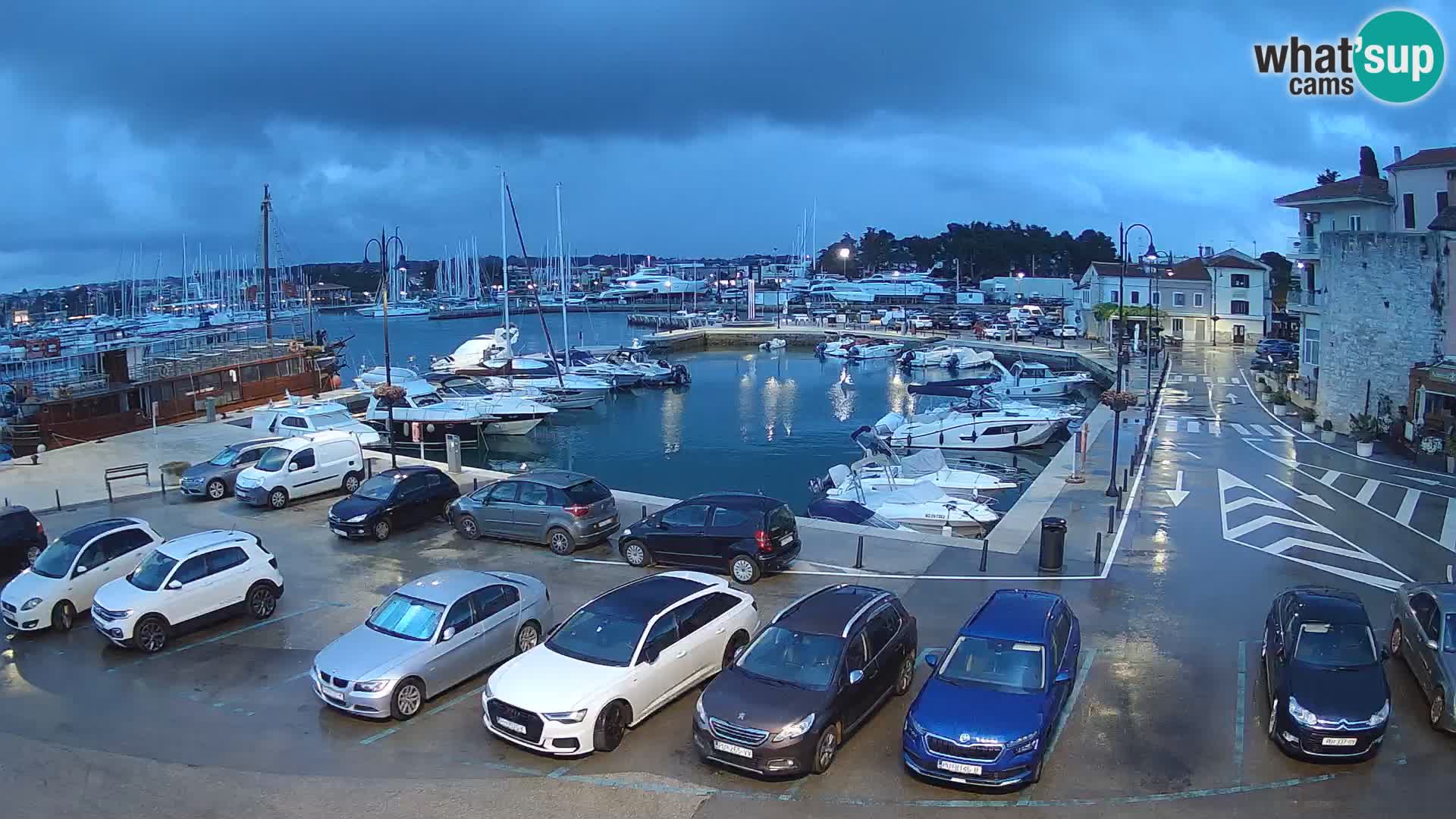 Novigrad | Porporela marina