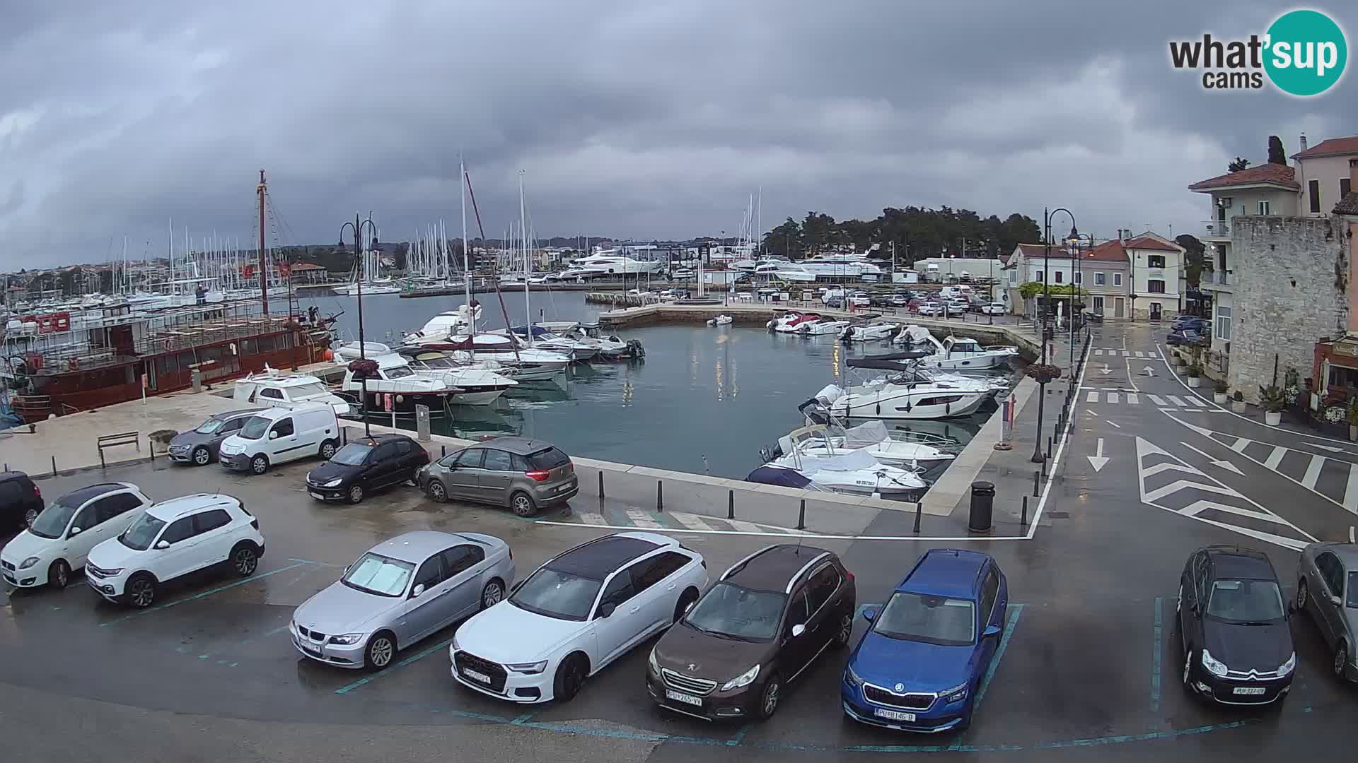 Novigrad | Porporela marina
