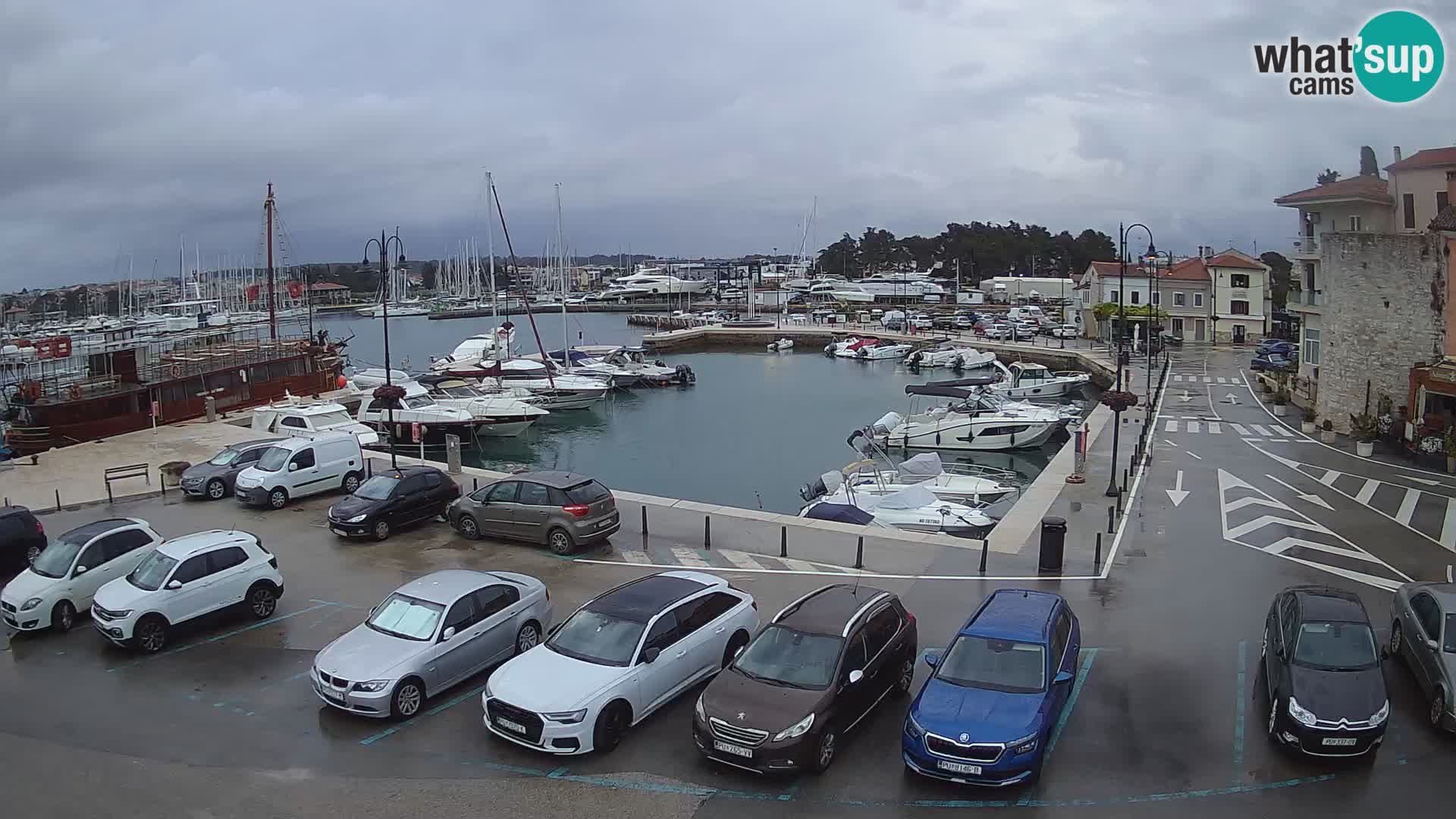 Novigrad | Porporela marina