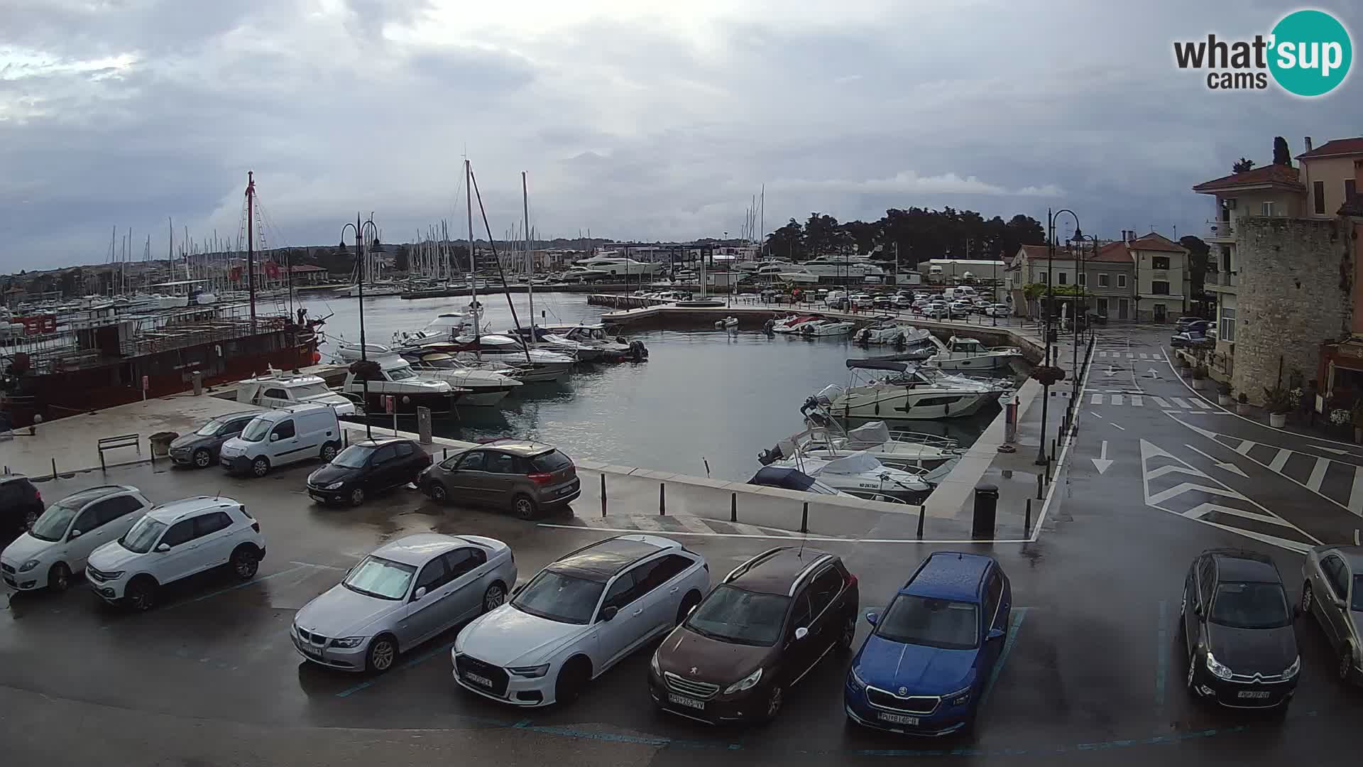 Novigrad | Porporela marina