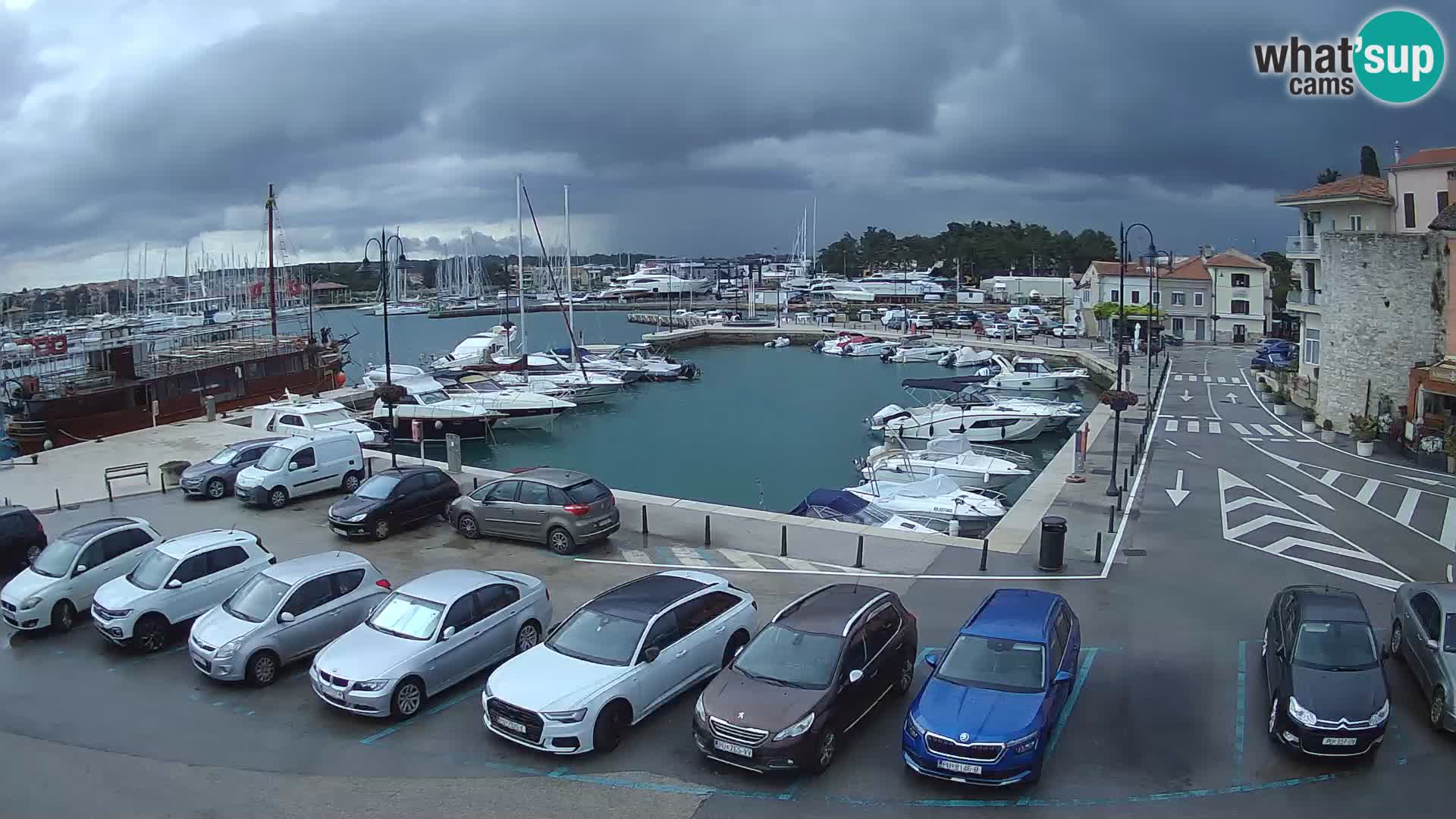 Novigrad | Porporela marina