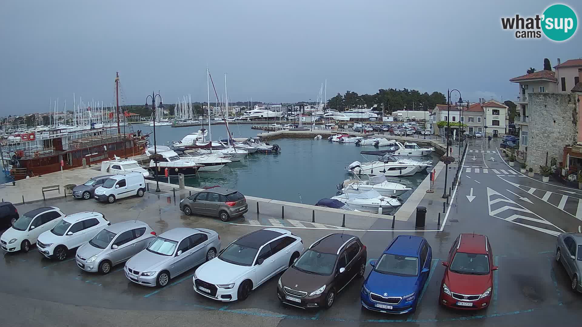 Novigrad | Porporela marina