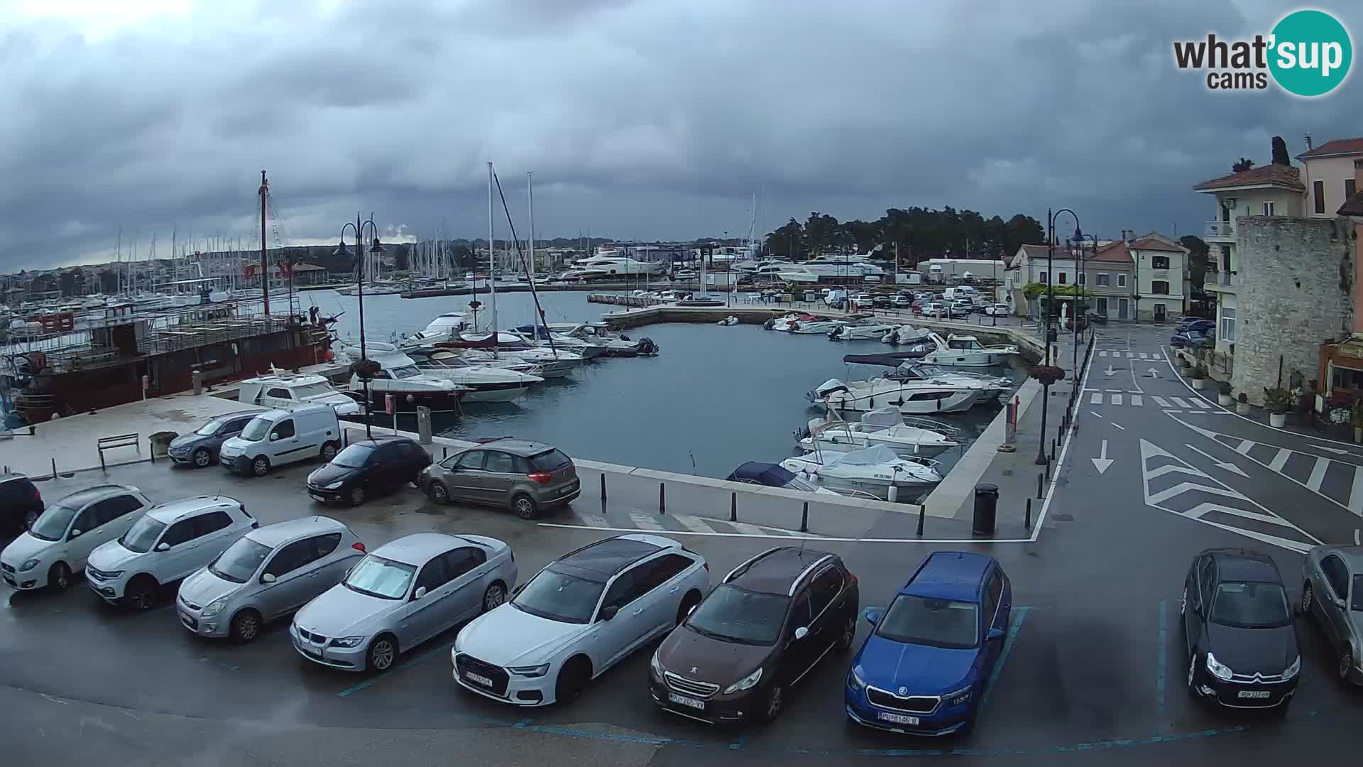 Novigrad | Porporela marina