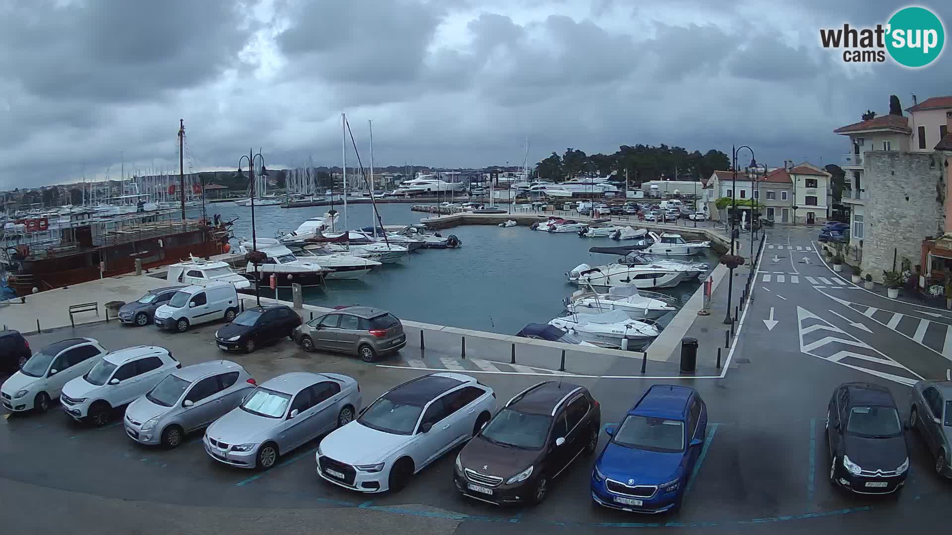 Novigrad | Porporela marina