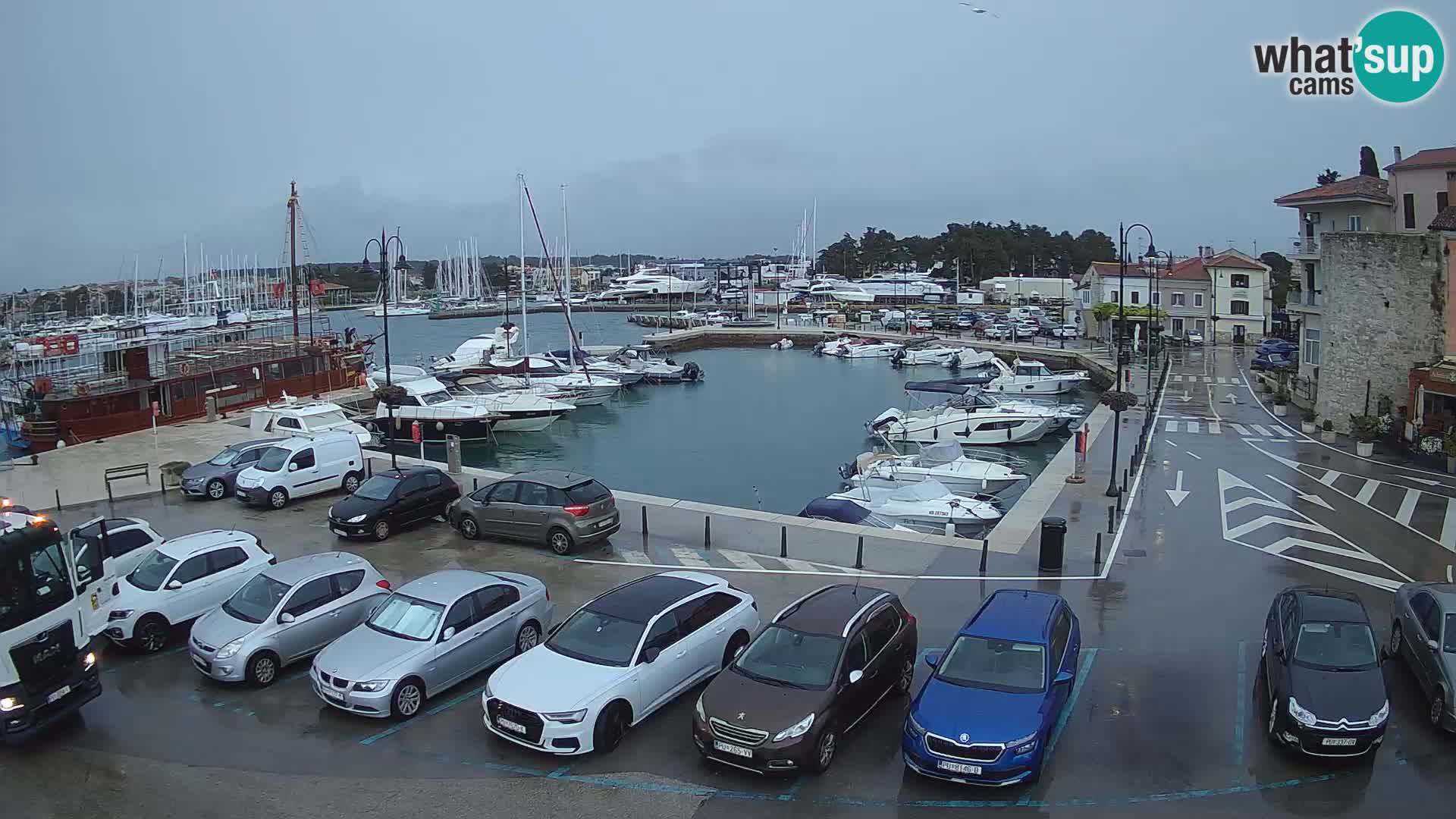 Novigrad | Porporela marina