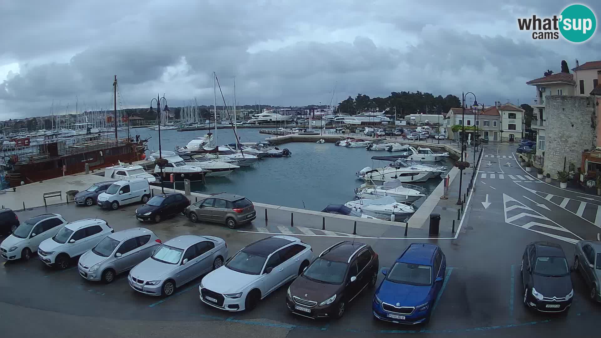 Novigrad | Porporela marina