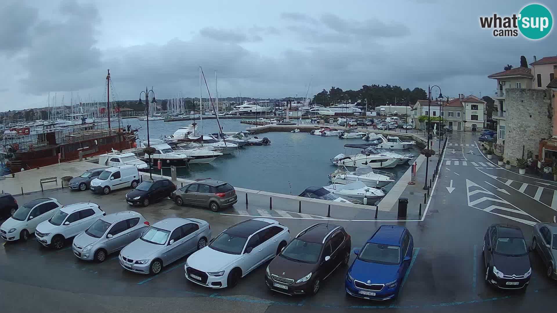 Novigrad | Porporela marina