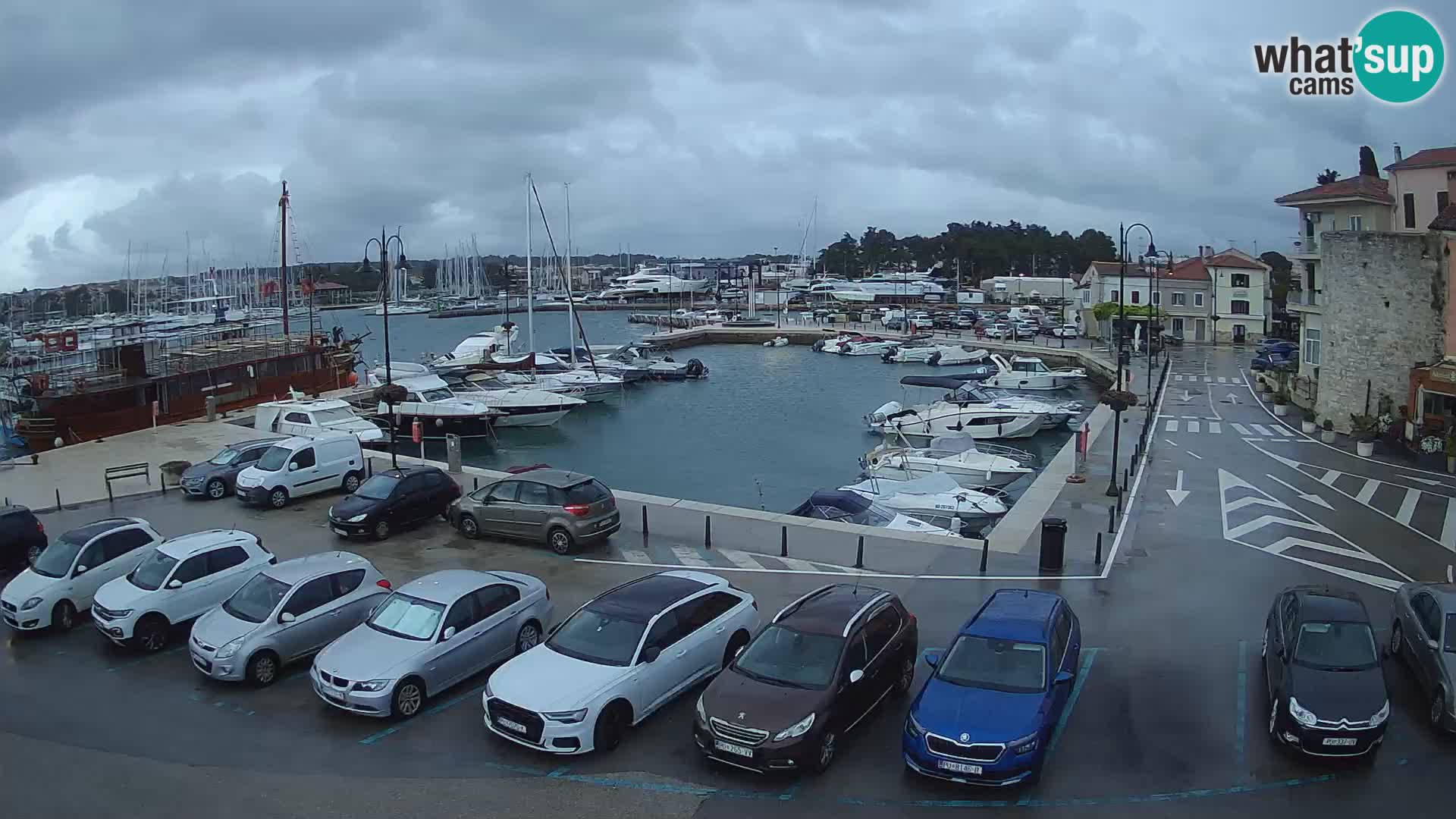 Novigrad | Porporela marina