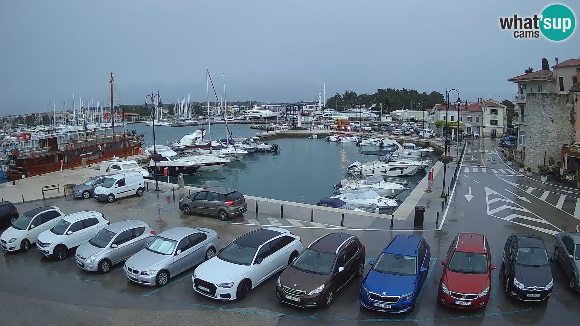 Novigrad | Porporela marina