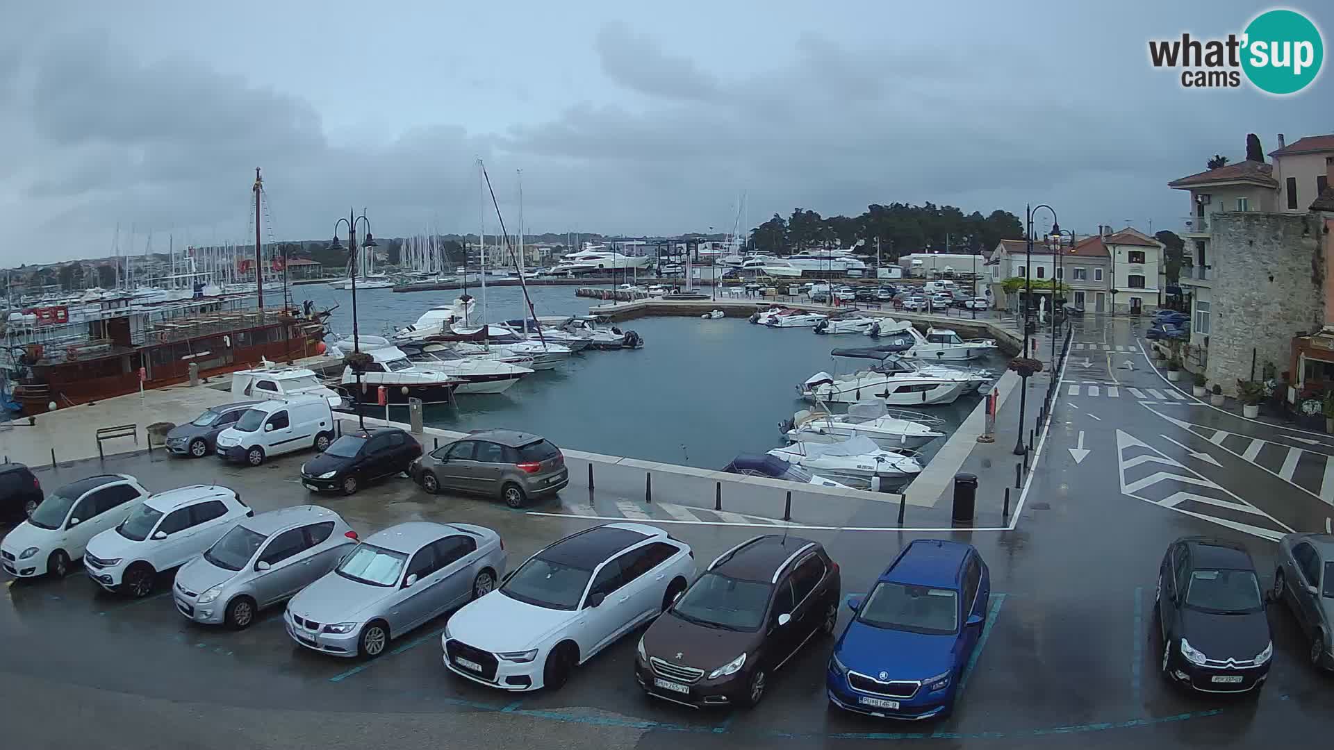 Novigrad | Porporela marina