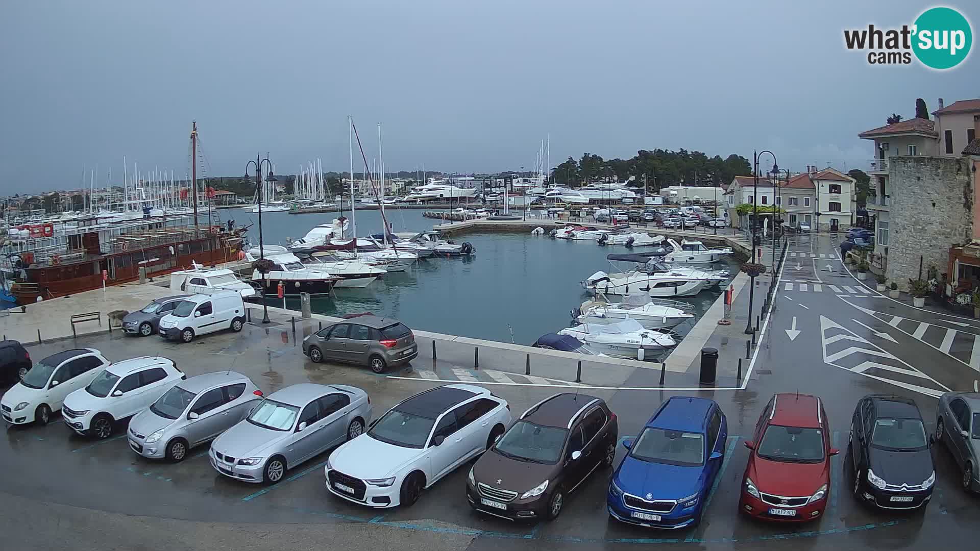 Novigrad | Porporela marina