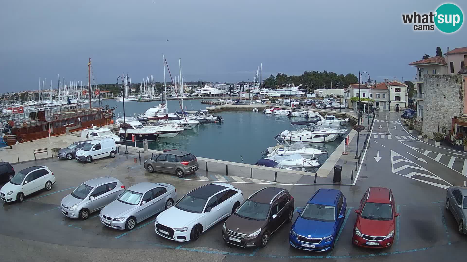 Novigrad | Porporela marina
