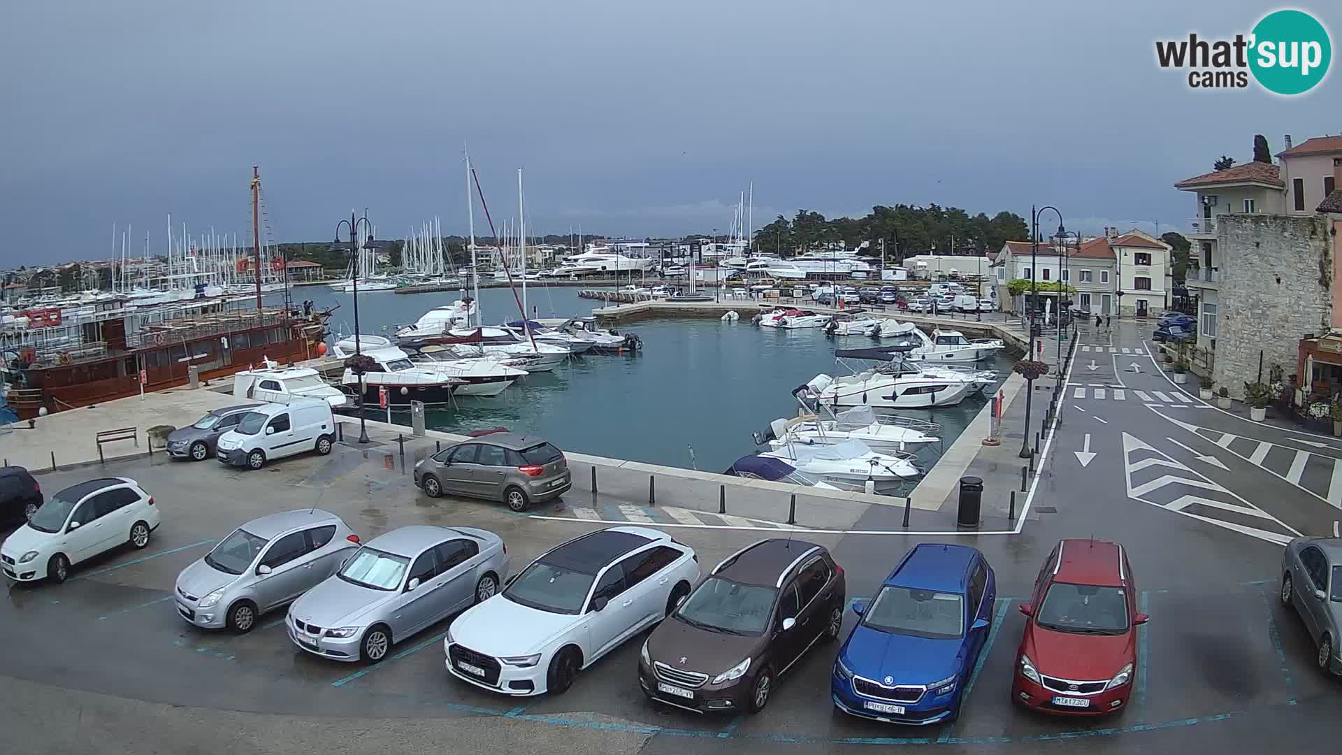 Novigrad | Porporela marina