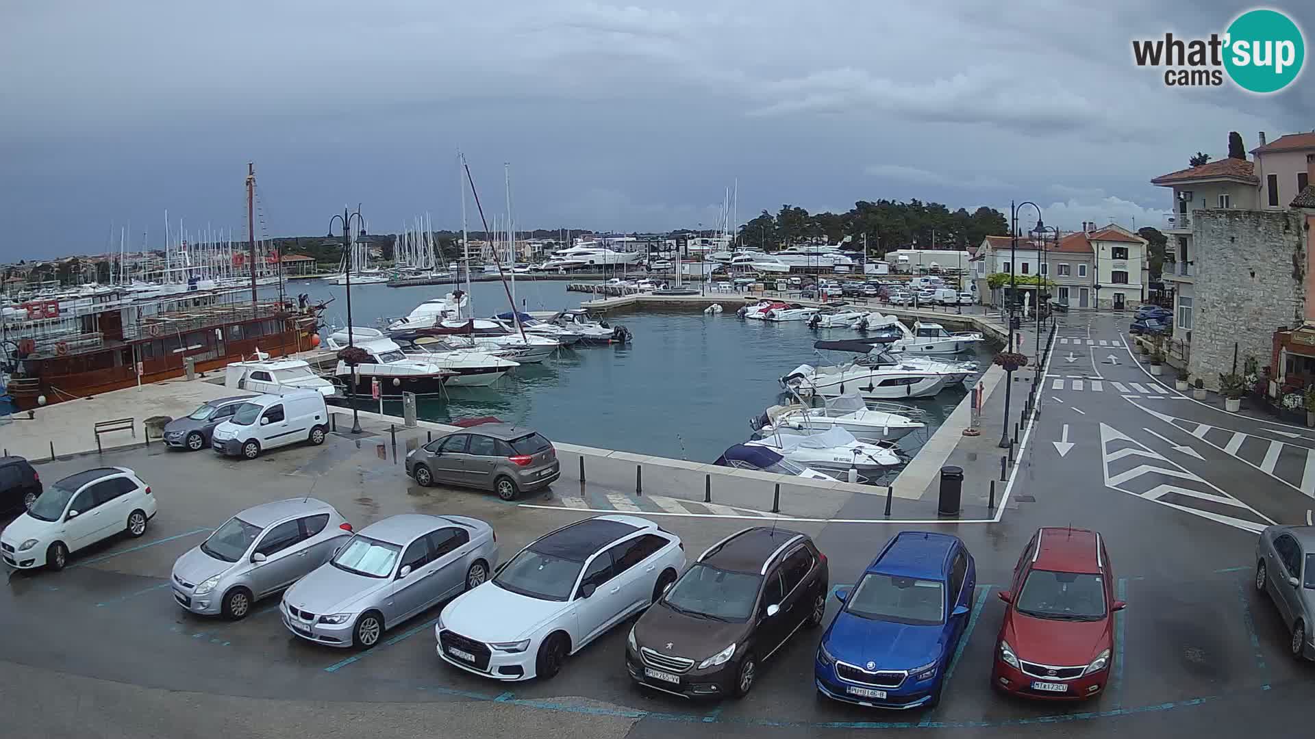 Novigrad | Porporela marina