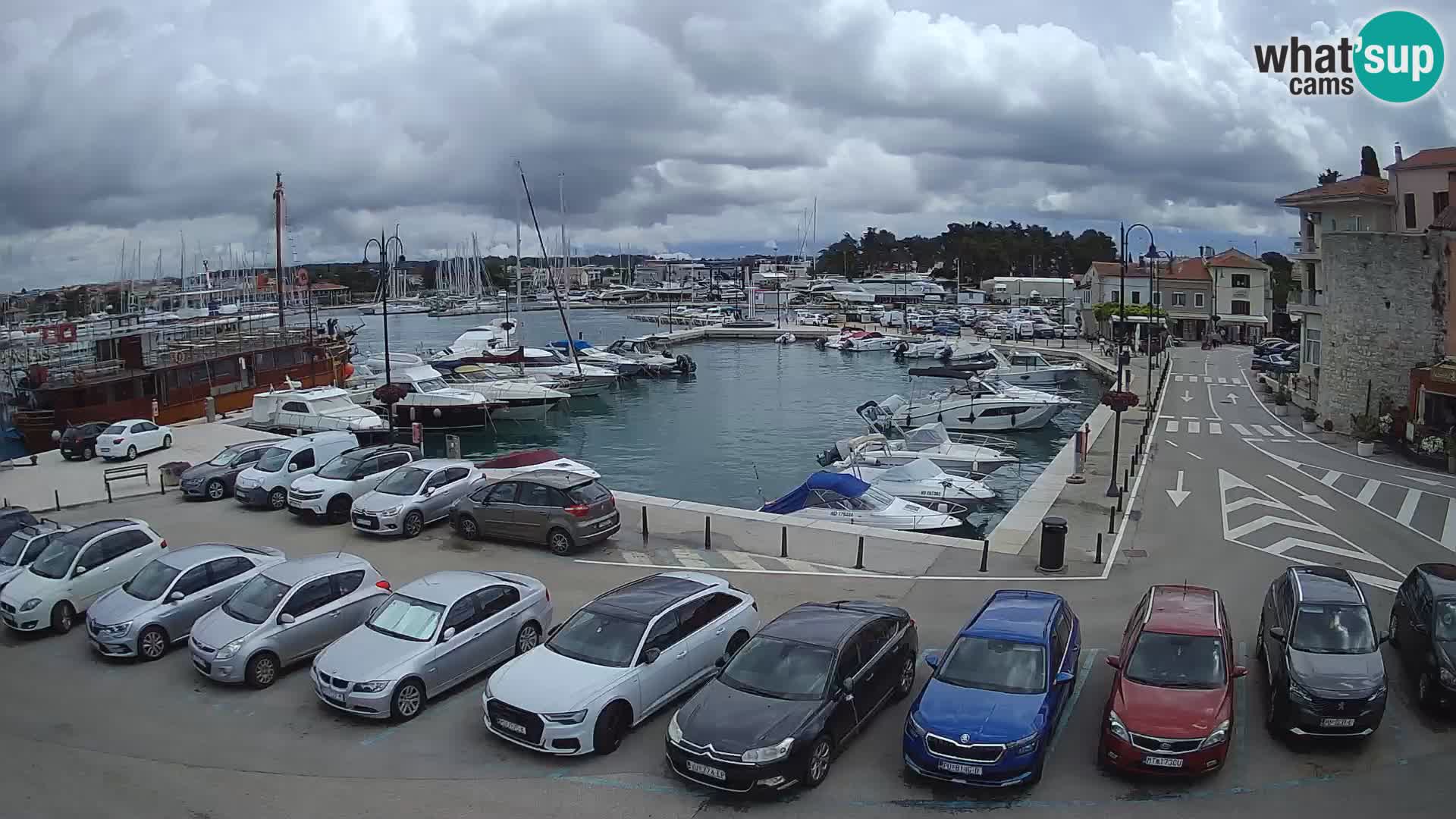 Novigrad | Porporela marina