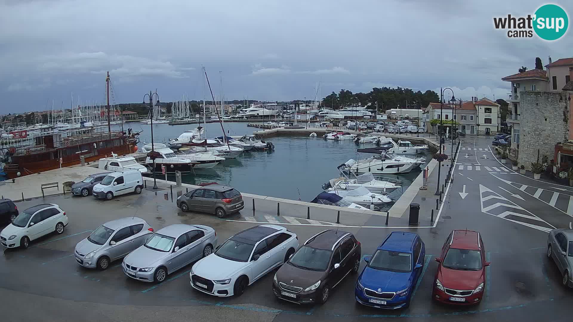 Novigrad | Porporela marina