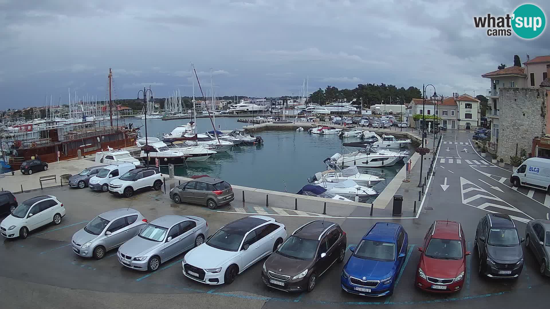 Novigrad | Porporela marina