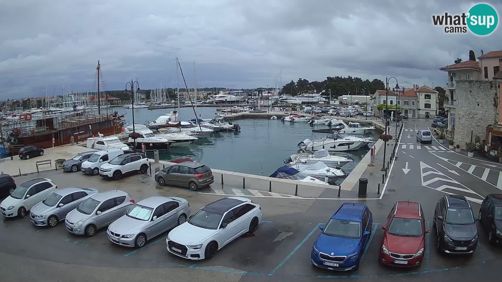 Novigrad | Porporela marina