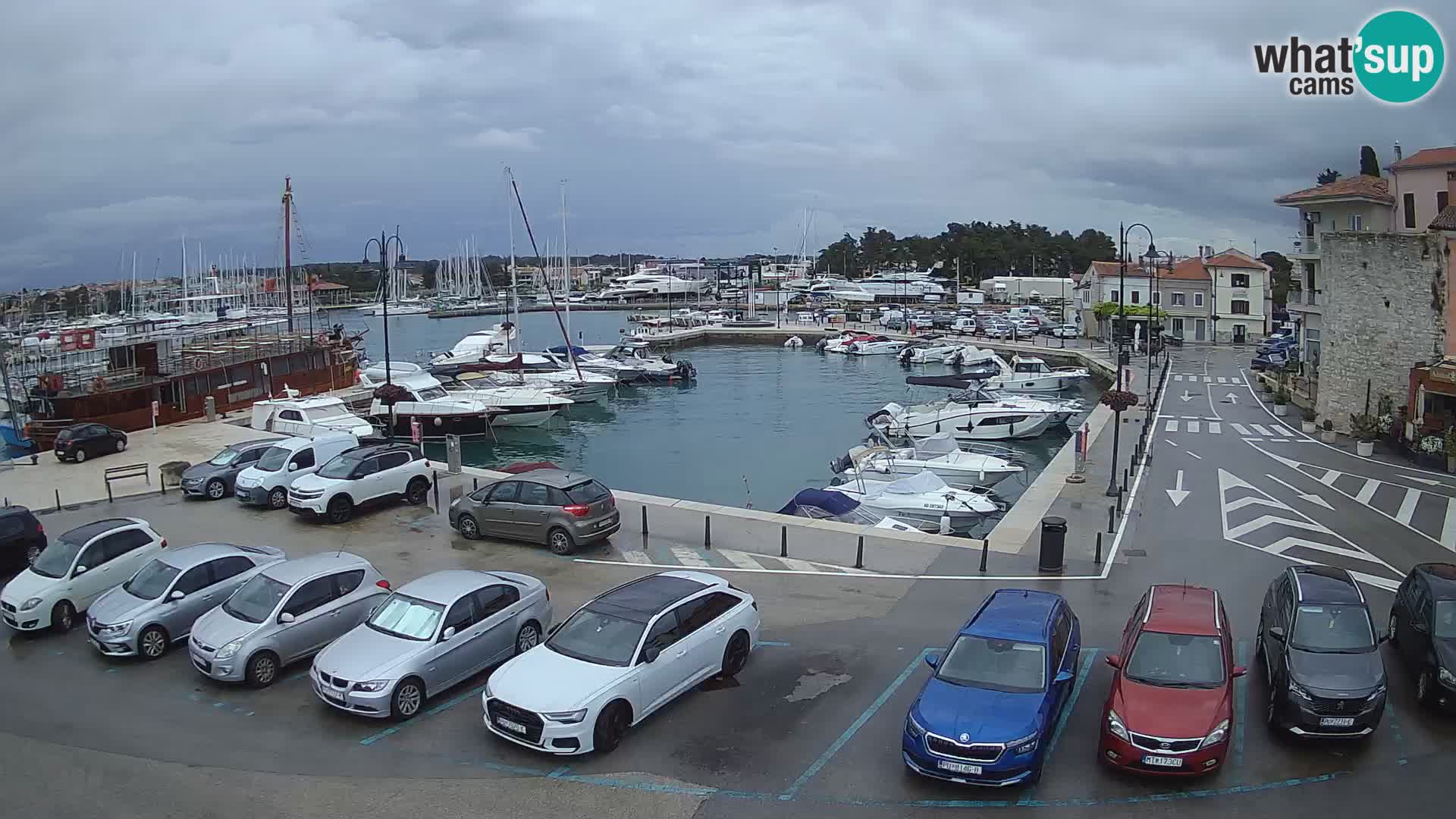 Novigrad | Porporela marina