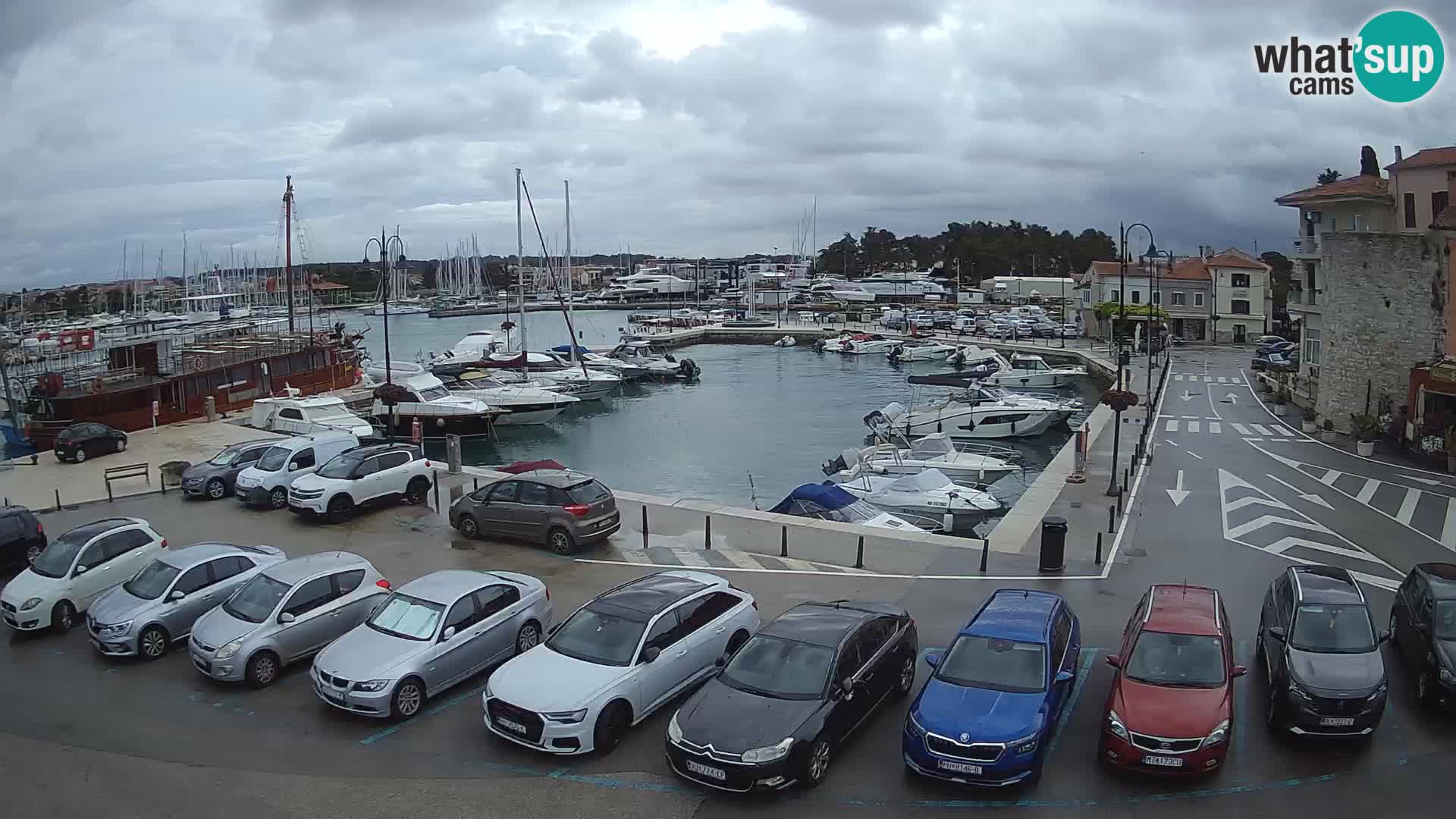 Novigrad | Porporela marina