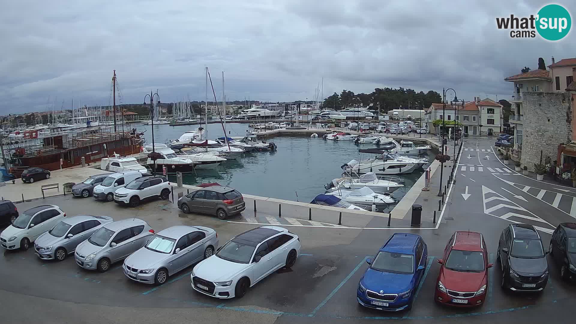 Novigrad | Porporela marina