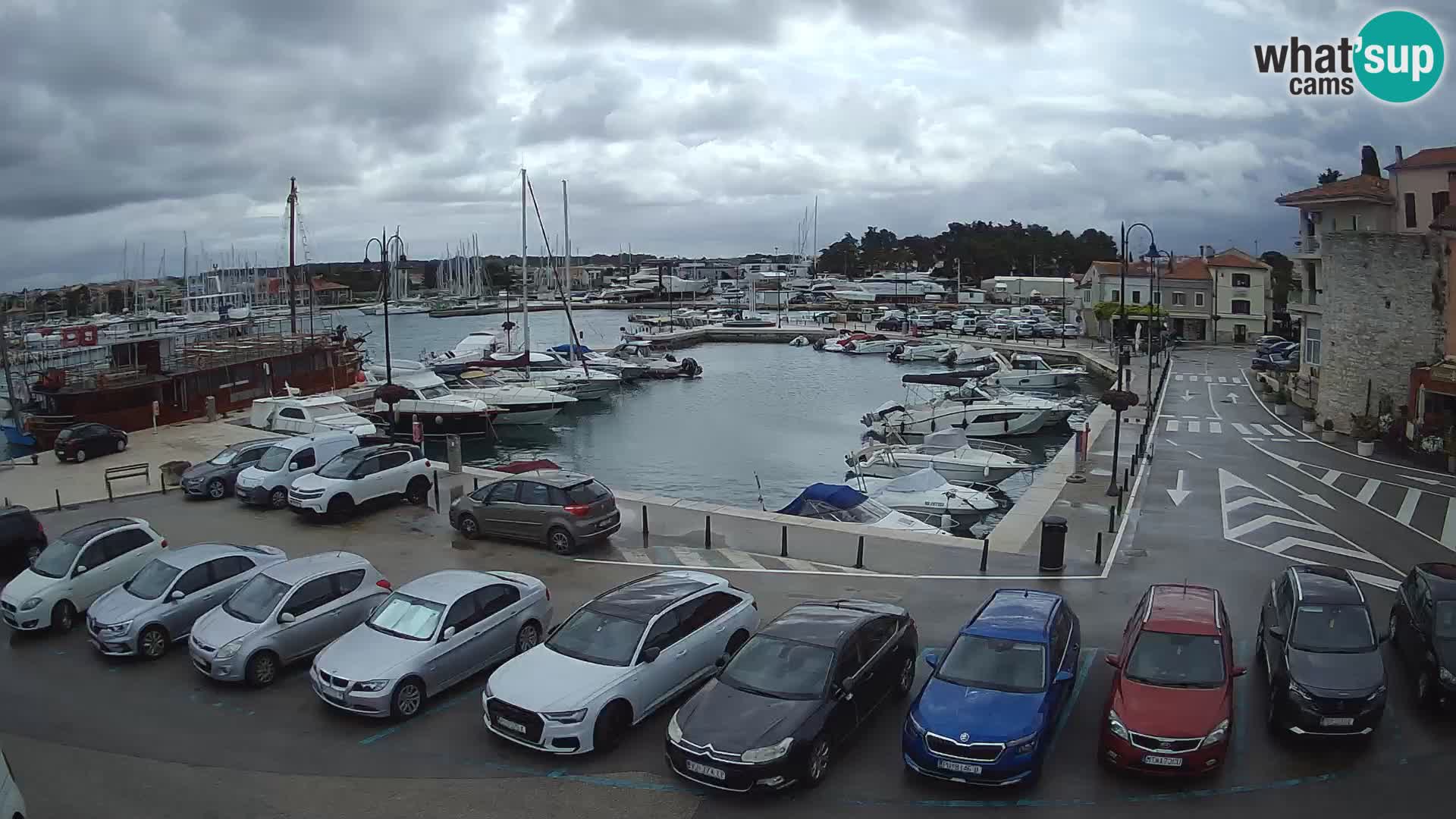 Novigrad | Porporela marina