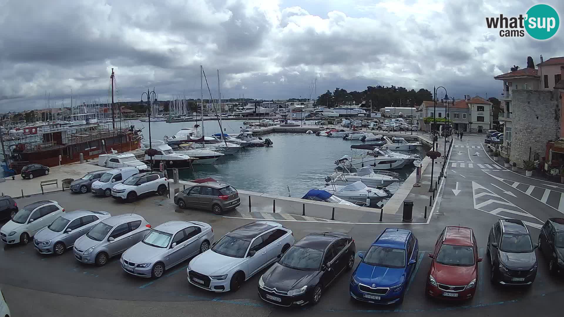 Novigrad | Porporela marina