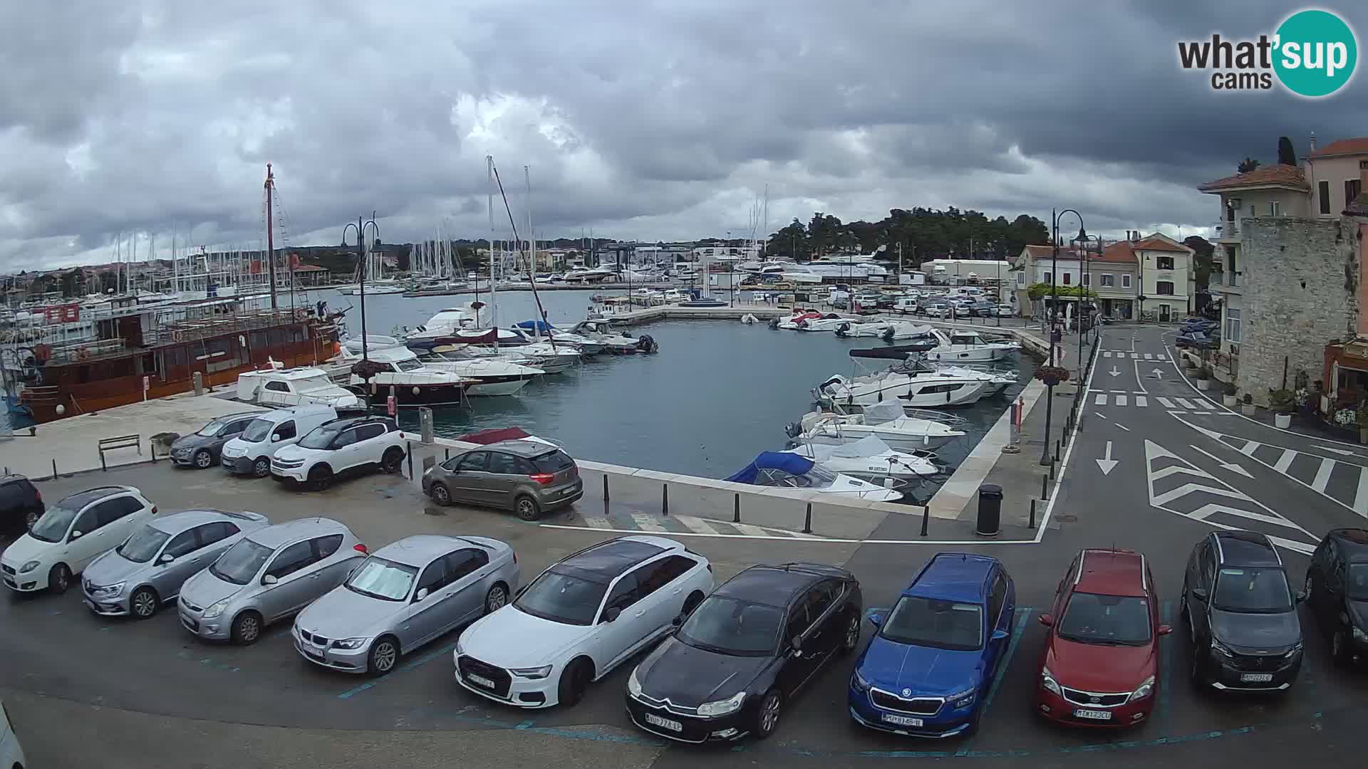Novigrad | Porporela marina
