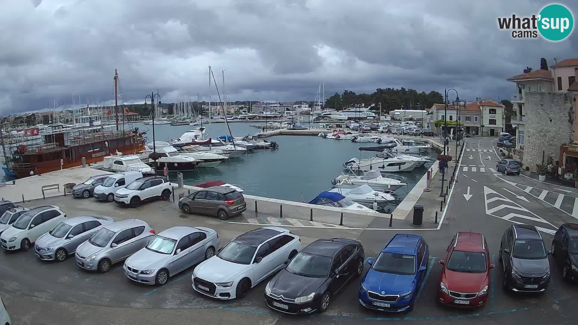 Novigrad | Porporela marina