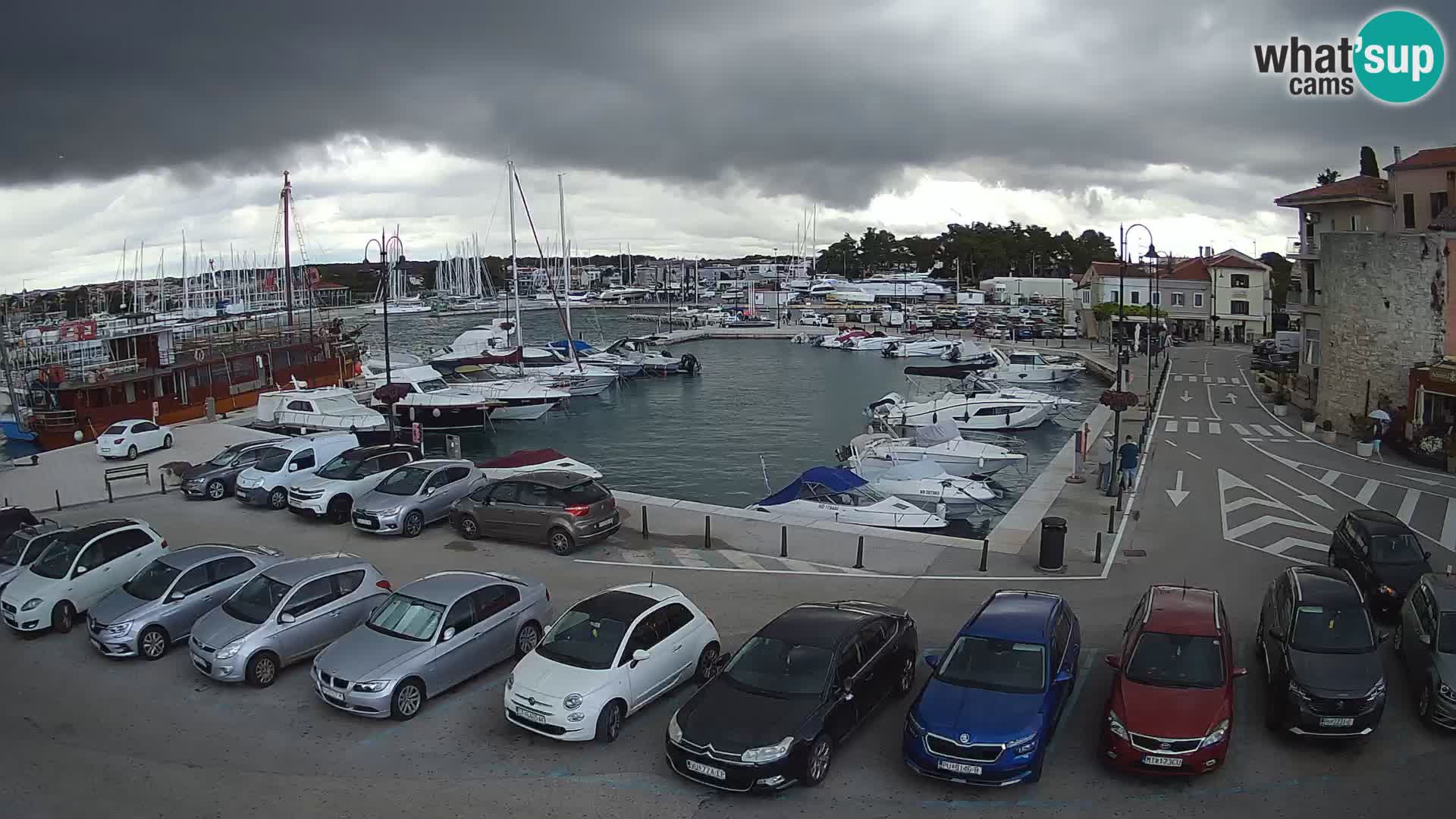 Novigrad | Porporela marina