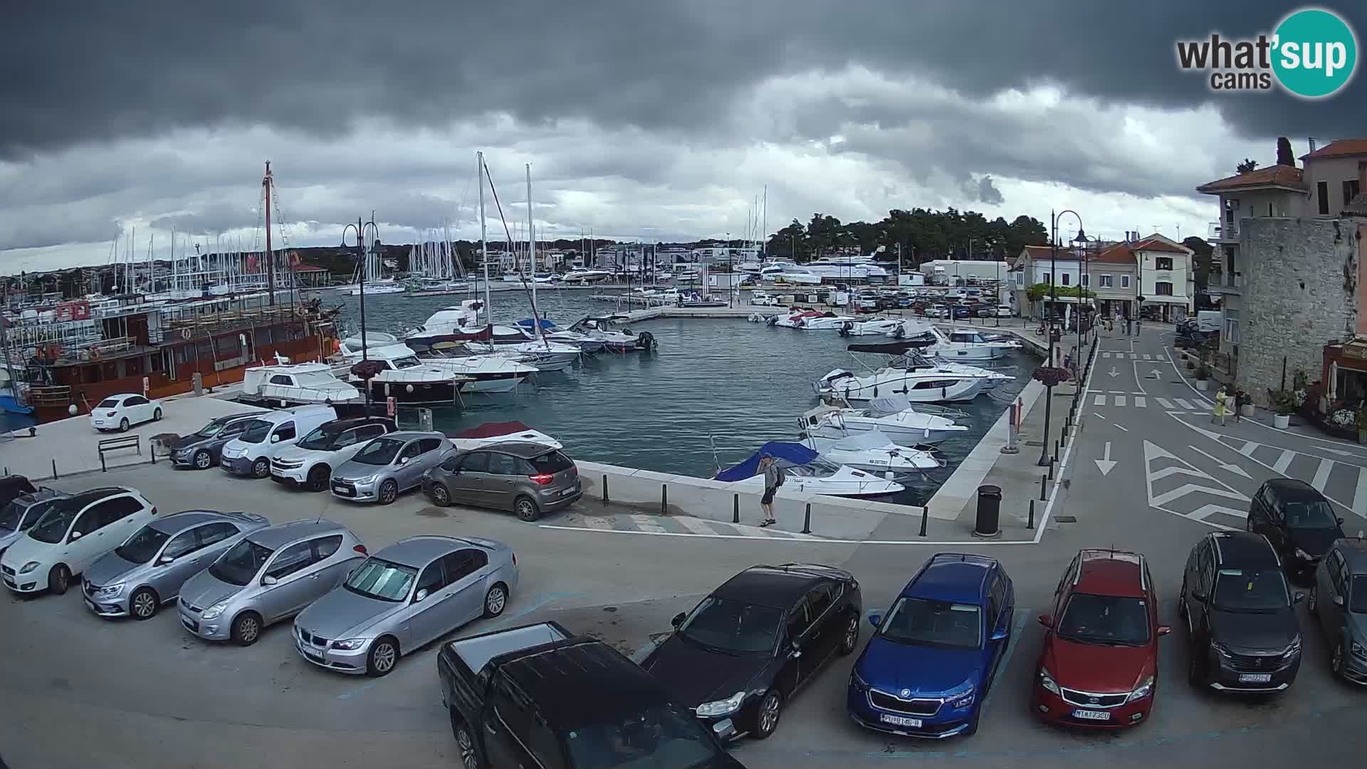 Novigrad | Porporela marina
