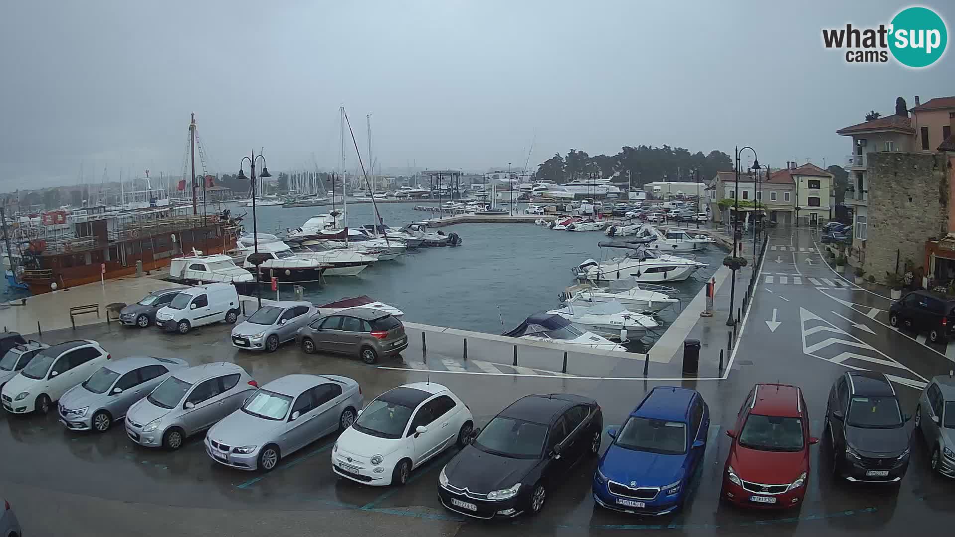 Novigrad | Porporela marina