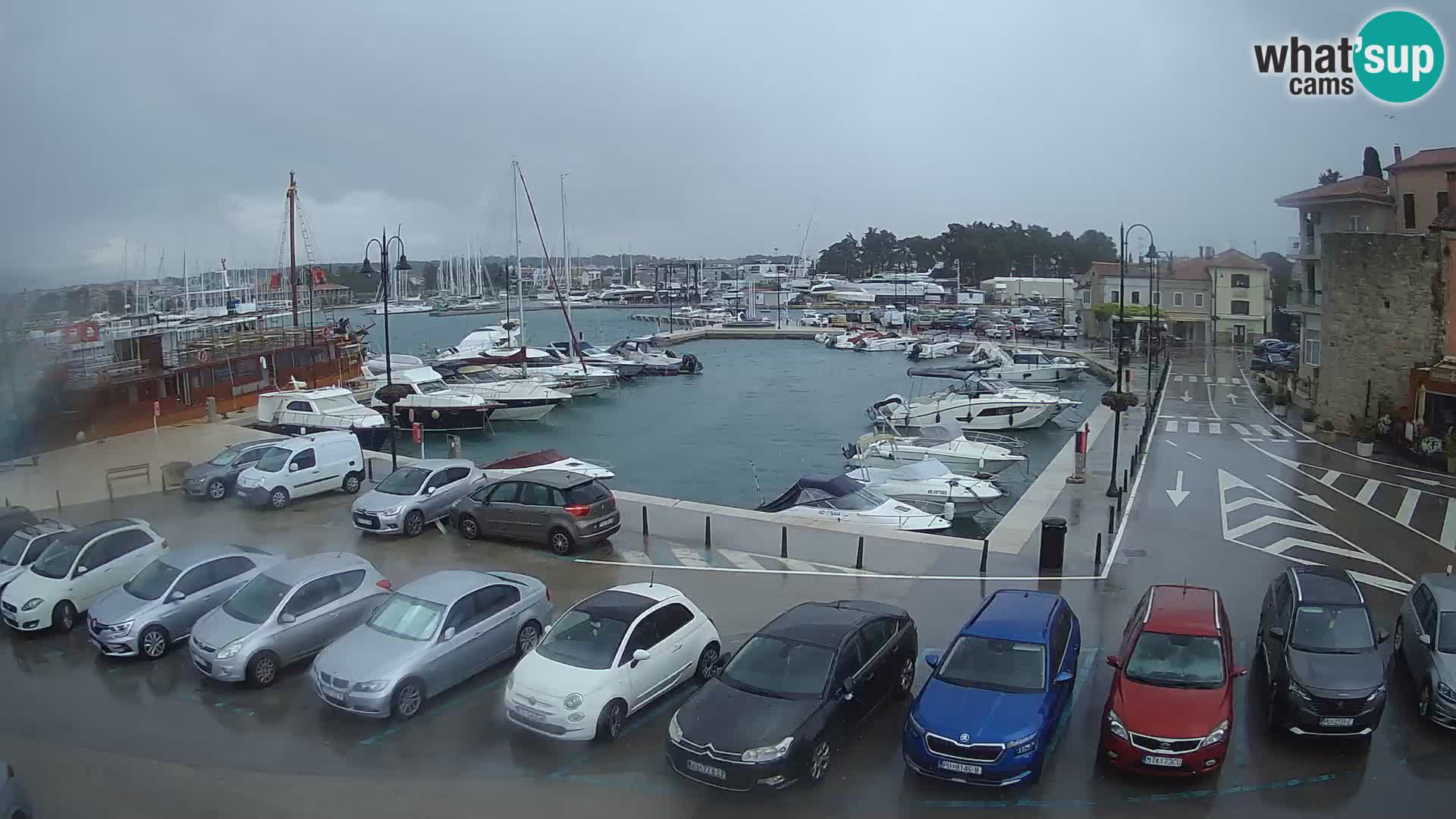 Novigrad | Porporela marina