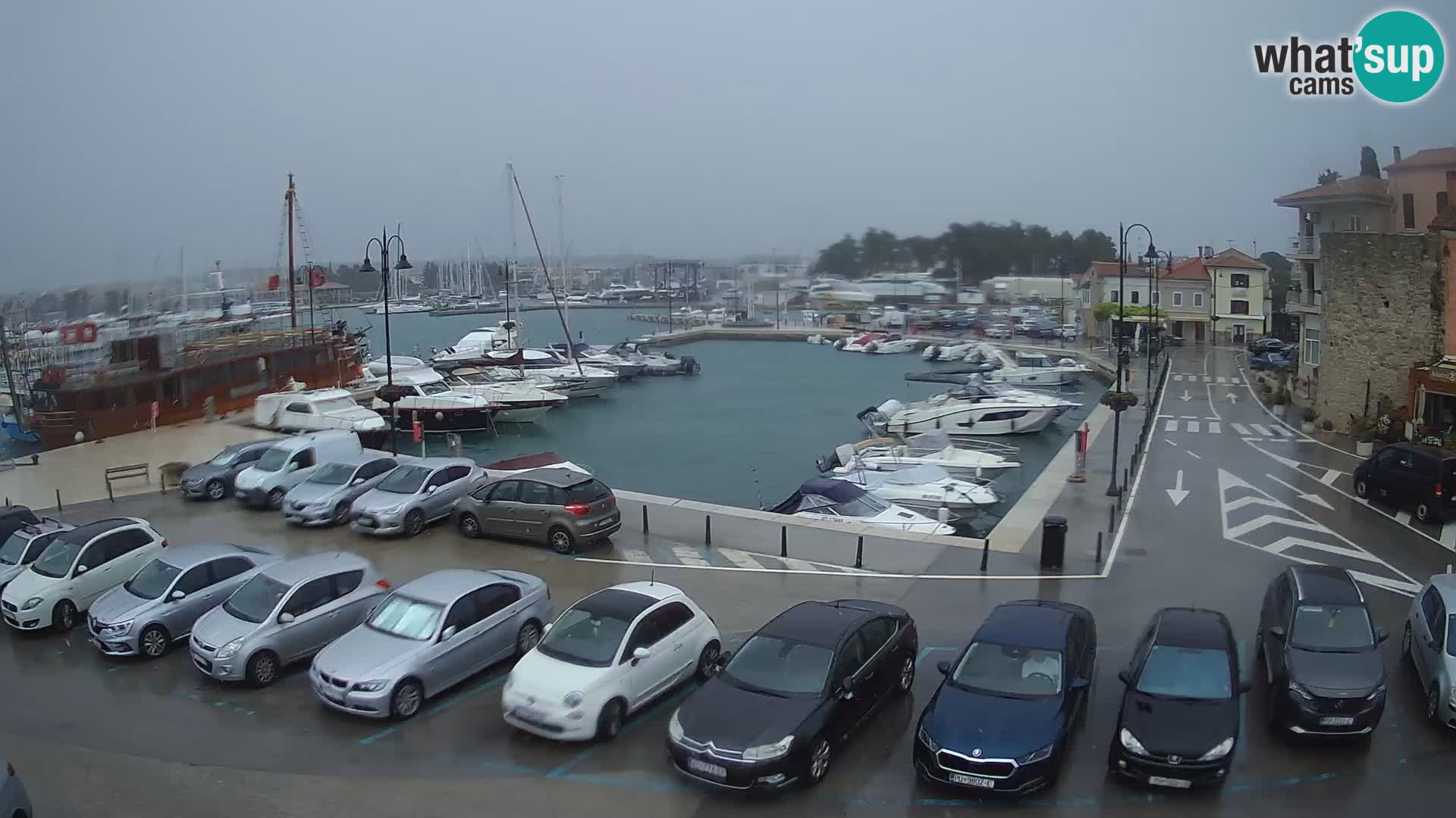 Novigrad | Porporela marina