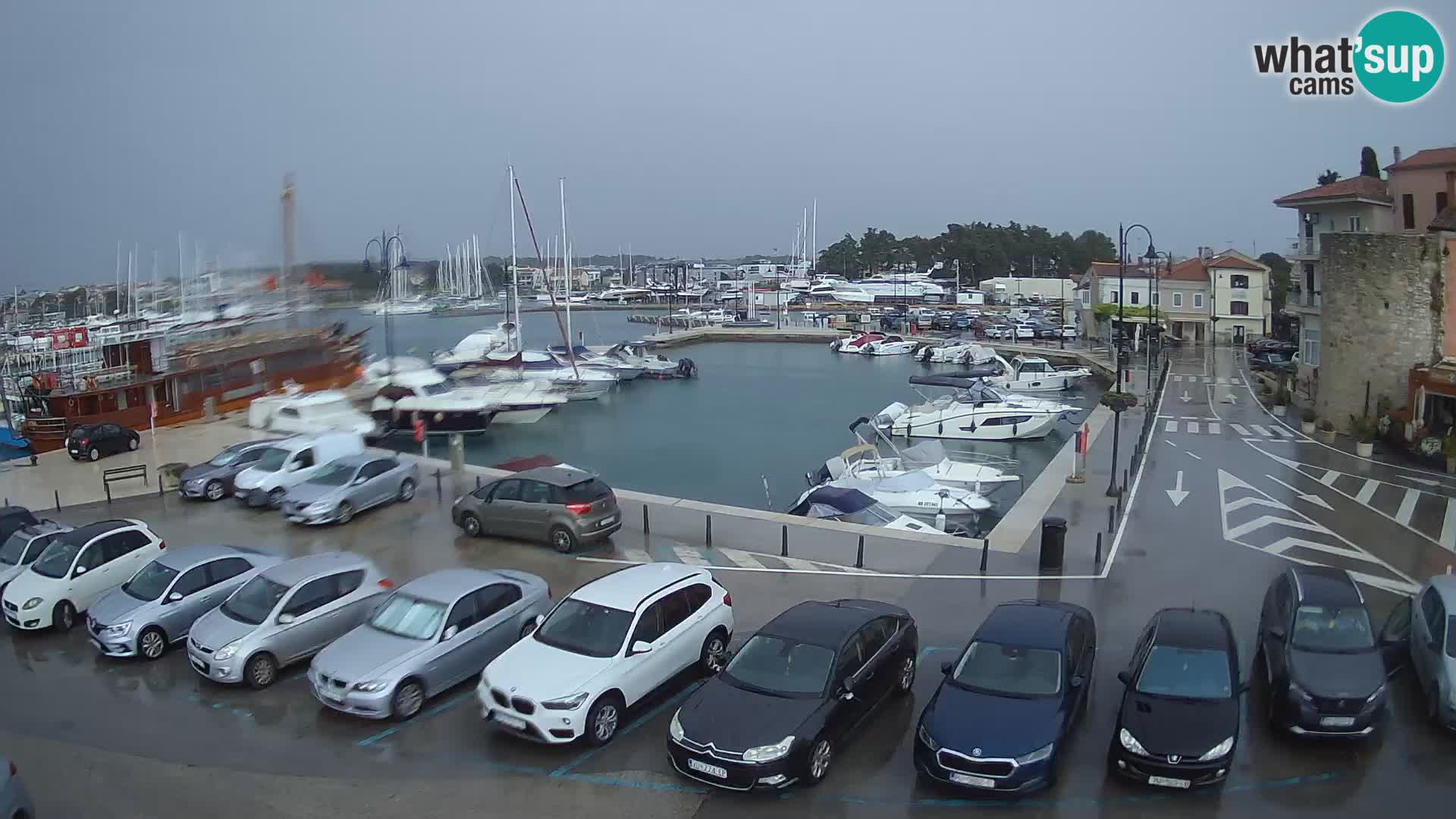 Novigrad | Porporela marina