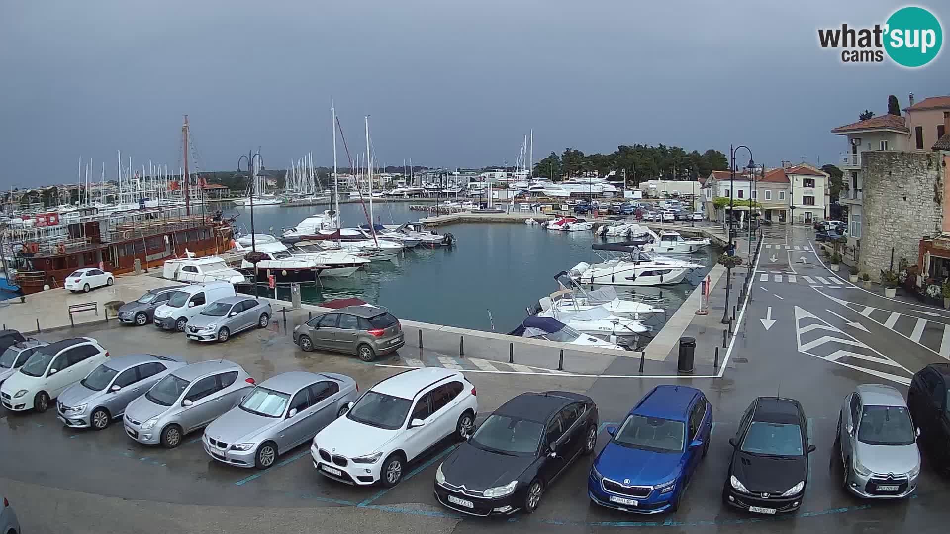Novigrad | Porporela marina